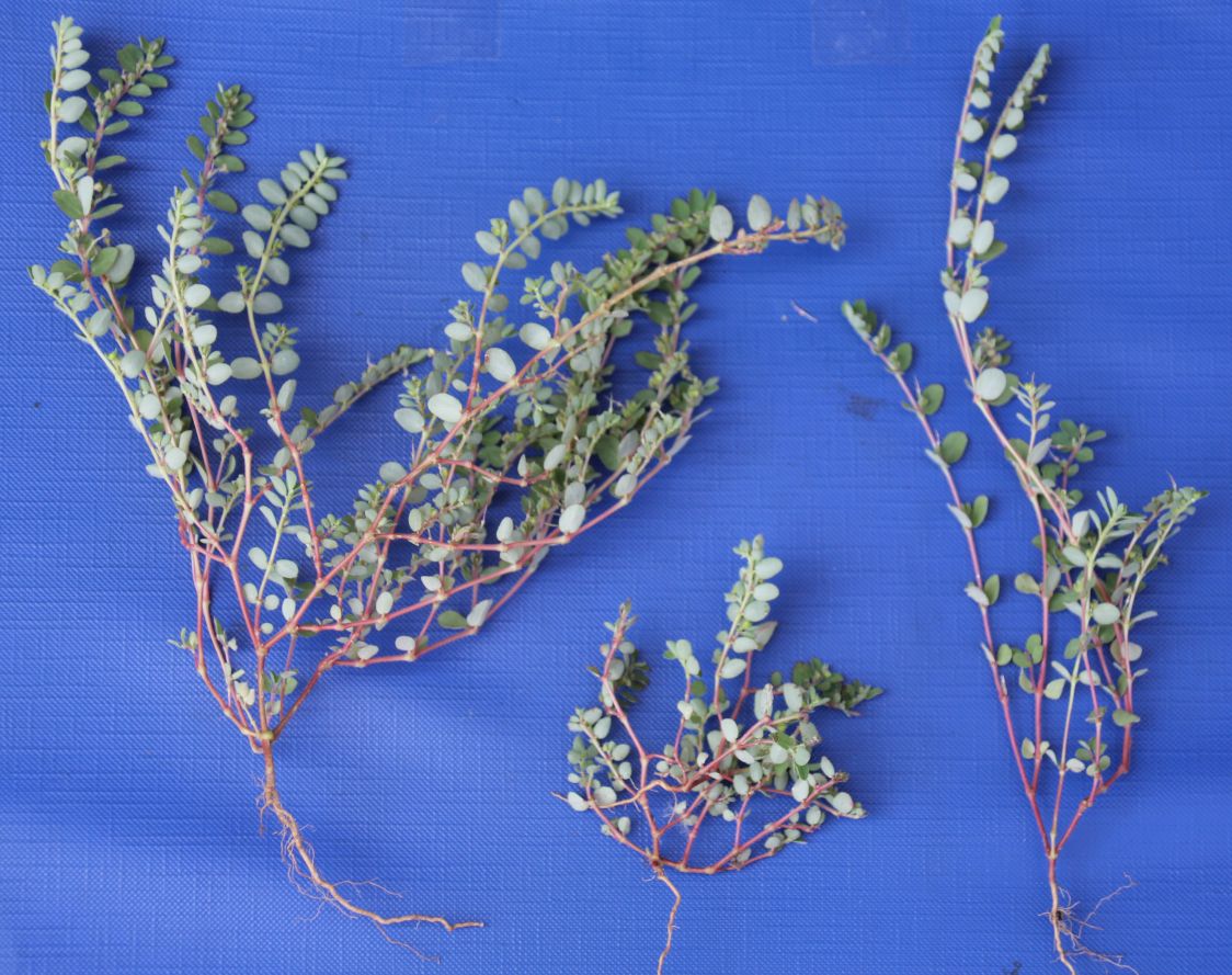 Euphorbia_prostrata_Wienersdorf_20170827_05.jpg