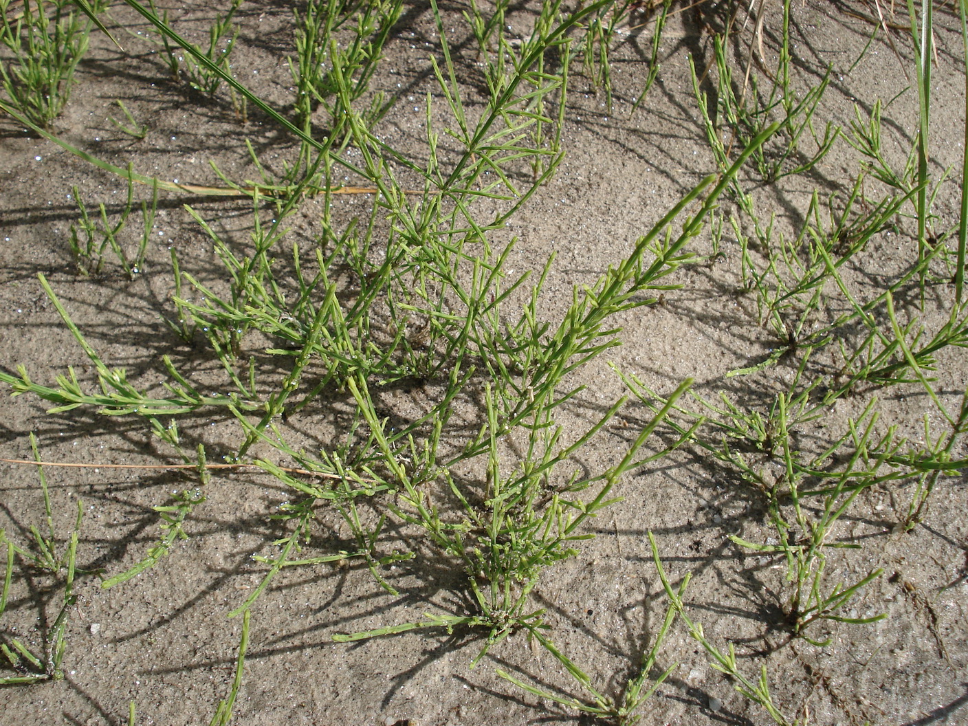 Equisetum.arvense.ssp.alpestre.K-Kölnbreinspeicher.27.Aug.17.JPG