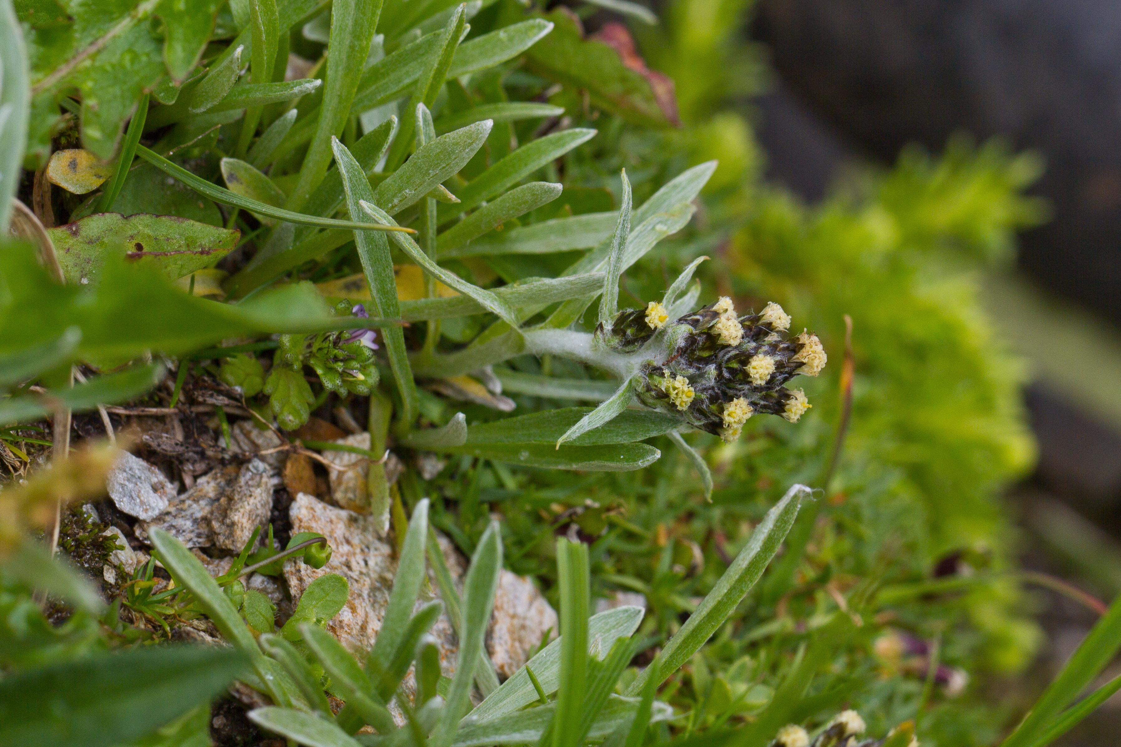 Asteraceae_Gnaphalium hoppeanum 1-2.jpg