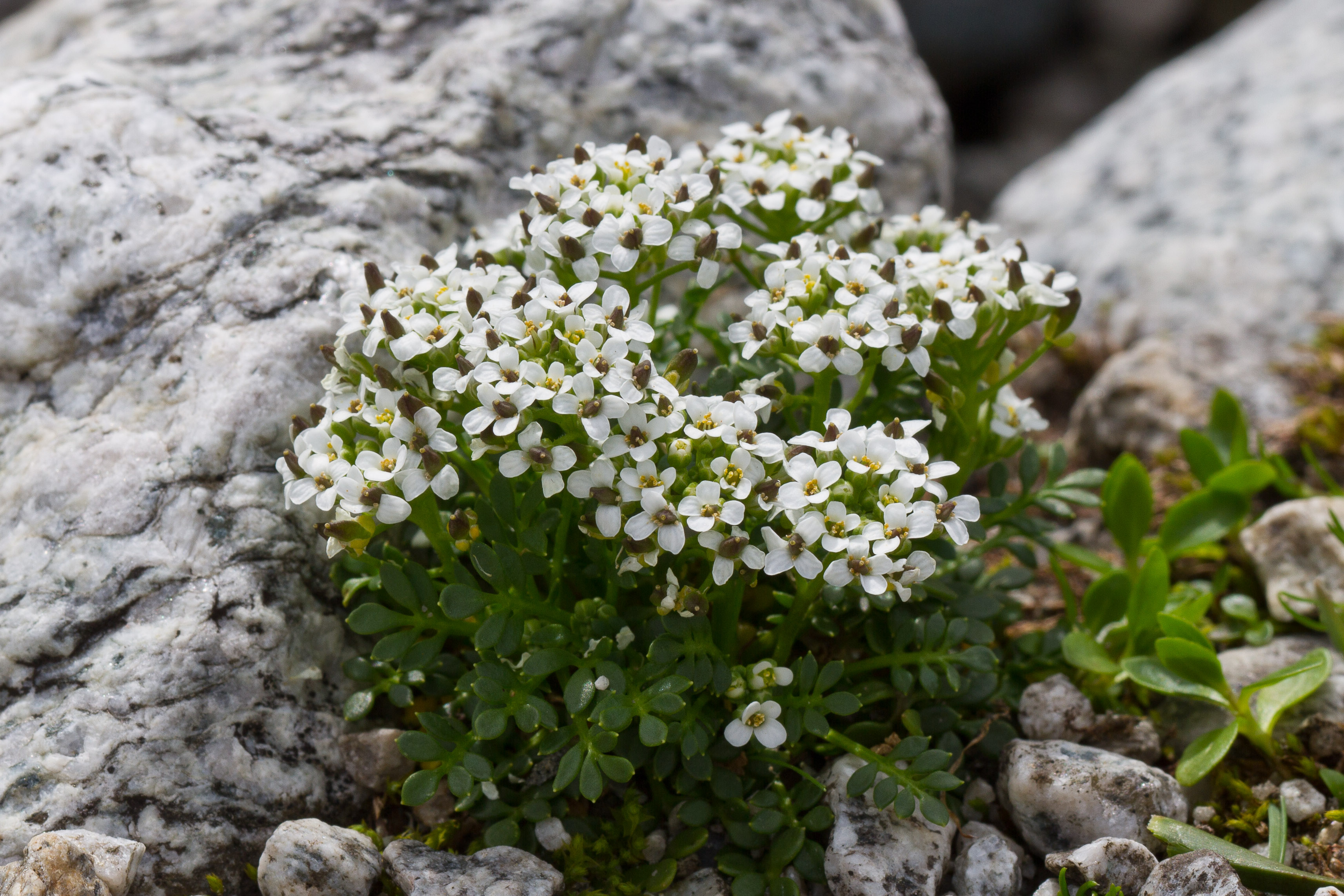 Brassicaceae_Hornungia alpina brevicaulis 1-2.jpg