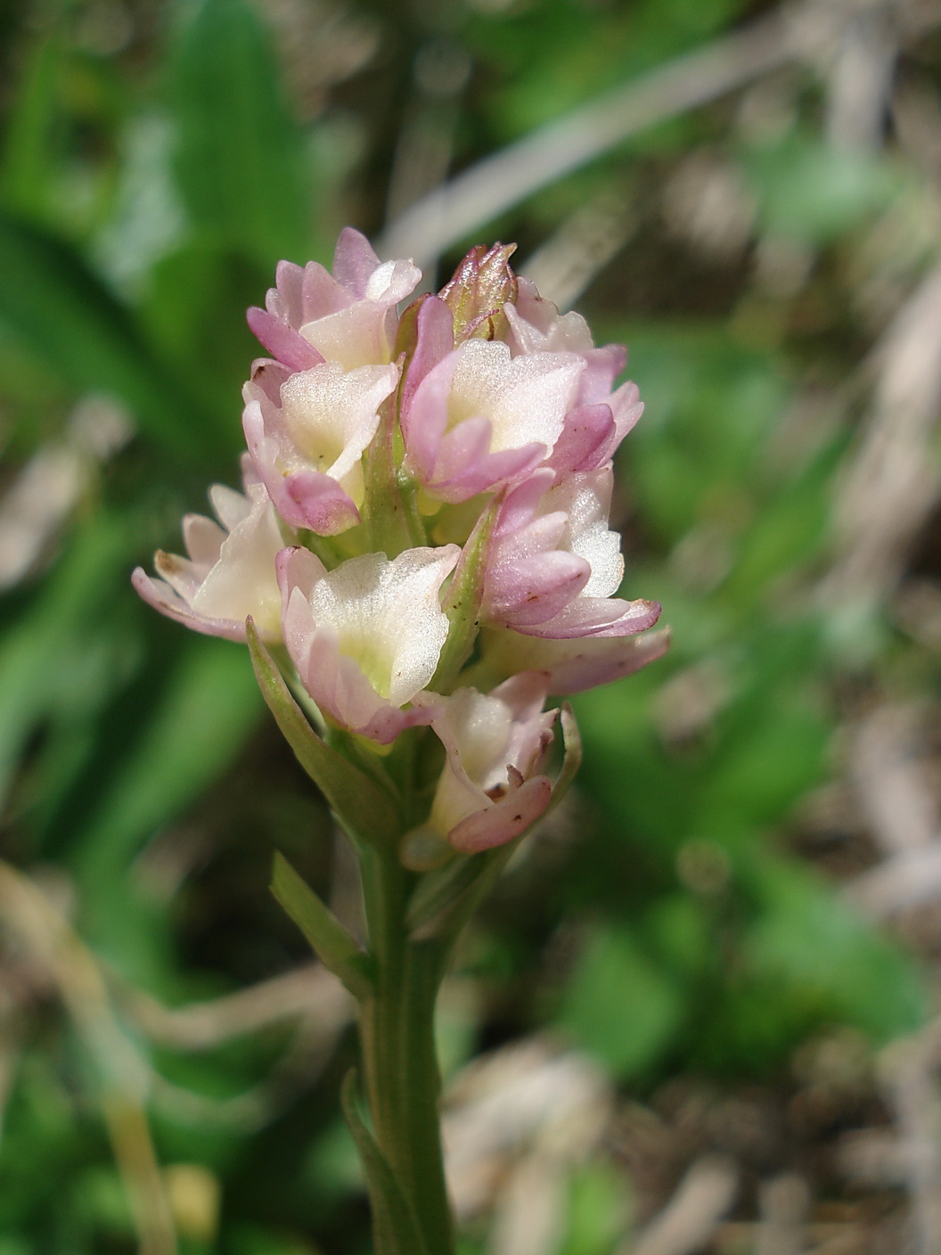 Nigritella lithopolitanica x Pseudorchis albida.Slo-Koschuta.Hajnzturm.4.7.20.JPG