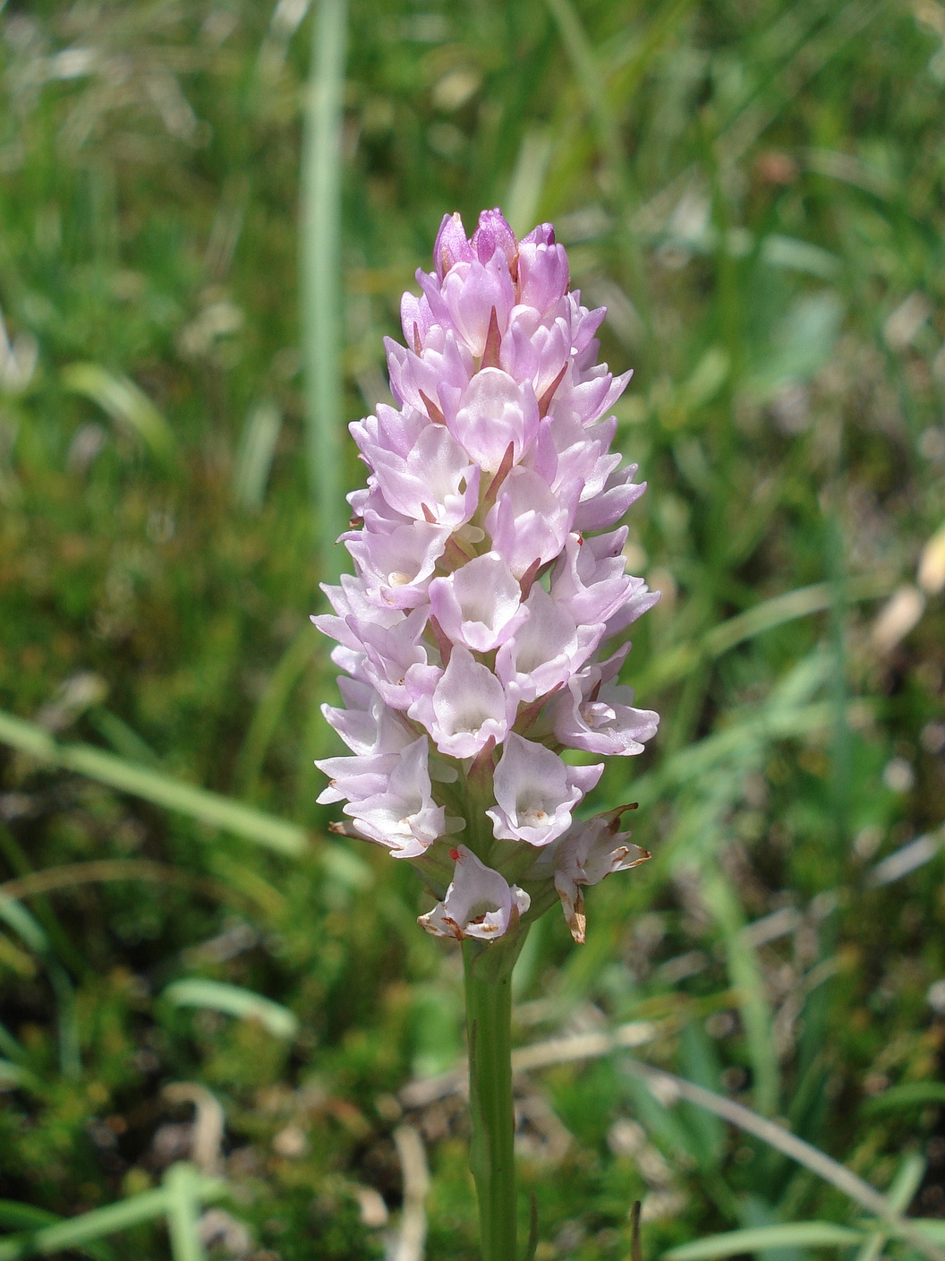 Nigritella lithopolitanica x Gymnadenia odoratissima.Slo-Koschuta.Hajnzturm.4.7.20.JPG