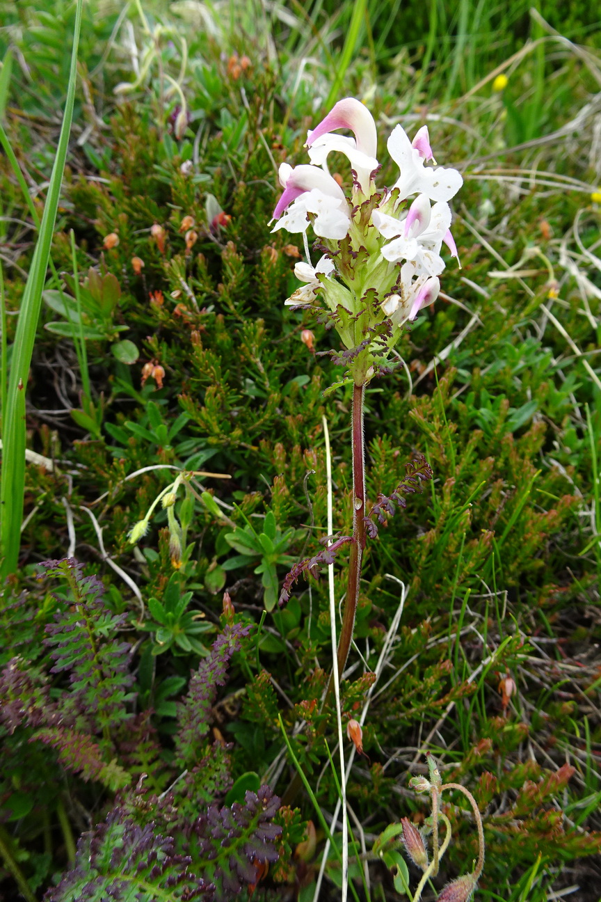 Pedicularis.rostratcapitata x tuberosa.K-Lumkofel.Theo.Wimmer.JPG