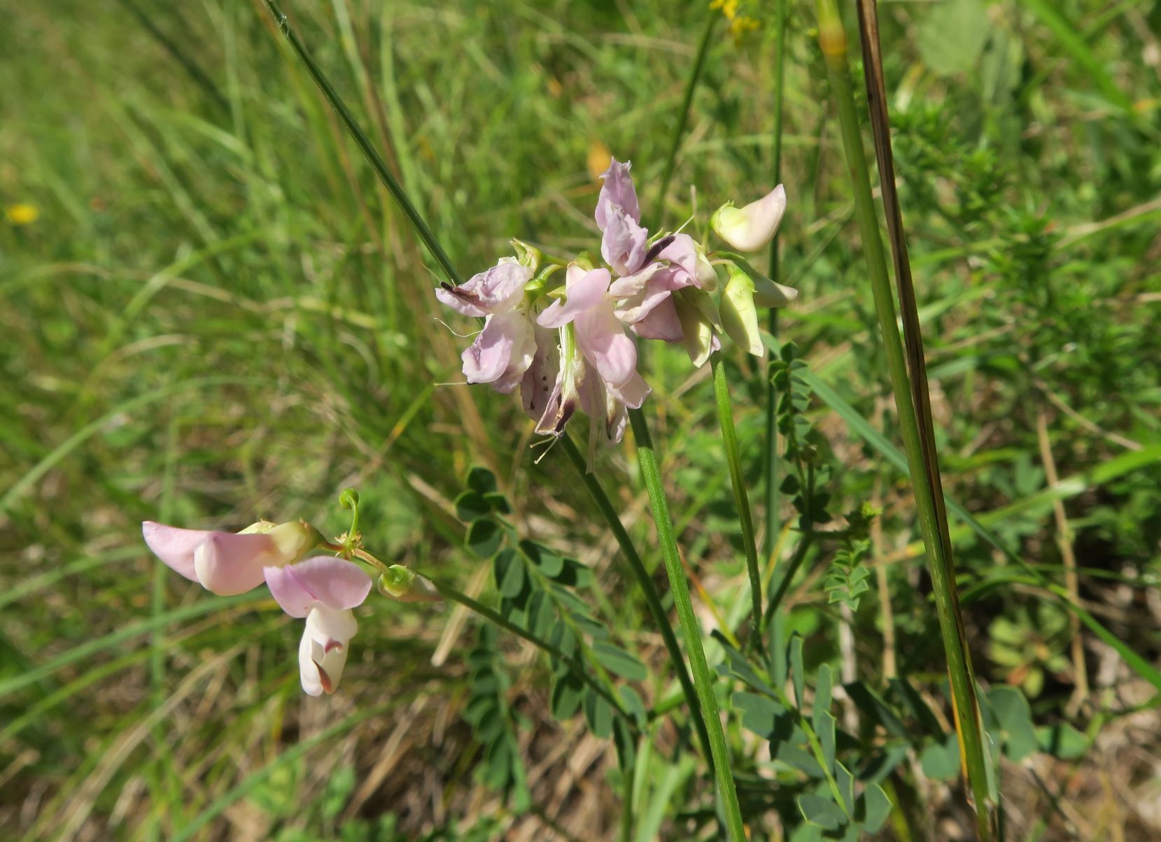 07.05 Bad Fischau-Brunn fabacea ssp., Trockenrasen im Niederwuchs zw. Weingartenstr. und Föhrenwald südl. Brunn-Bad Fischau 05.07.2020 C5X (2).JPG