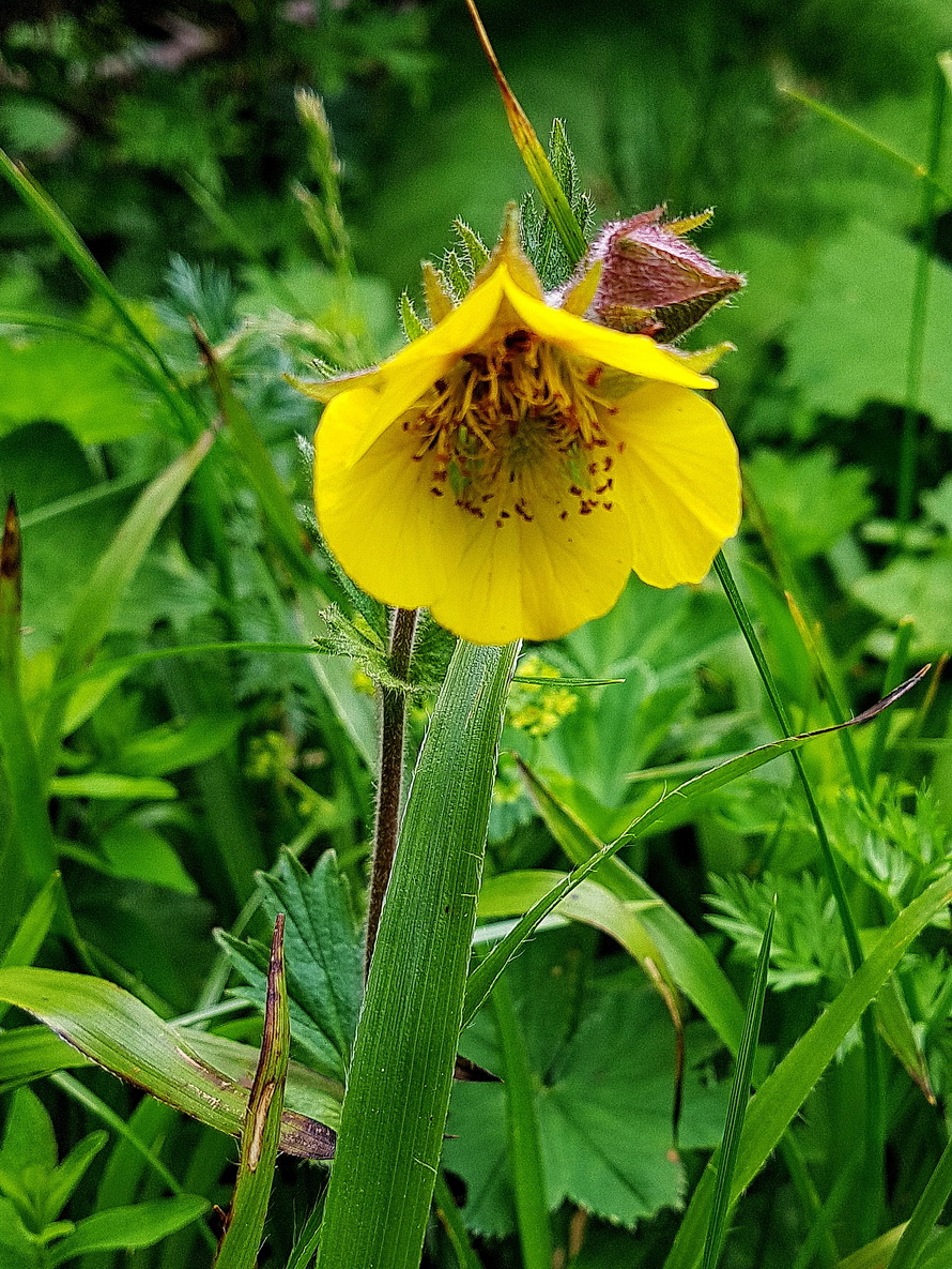 Geum rivale luteum.jpg