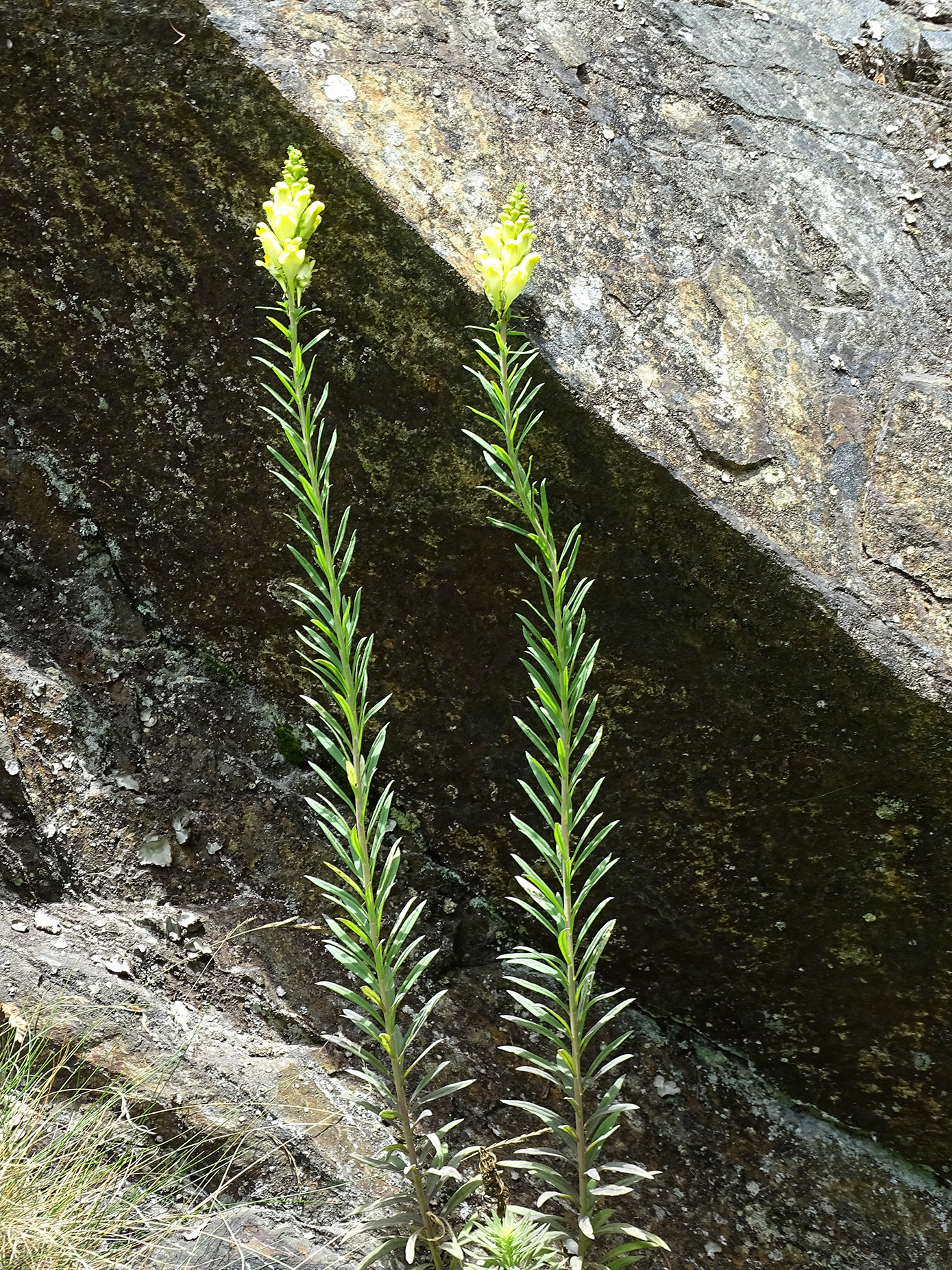 Linaria vulgaris.jpg