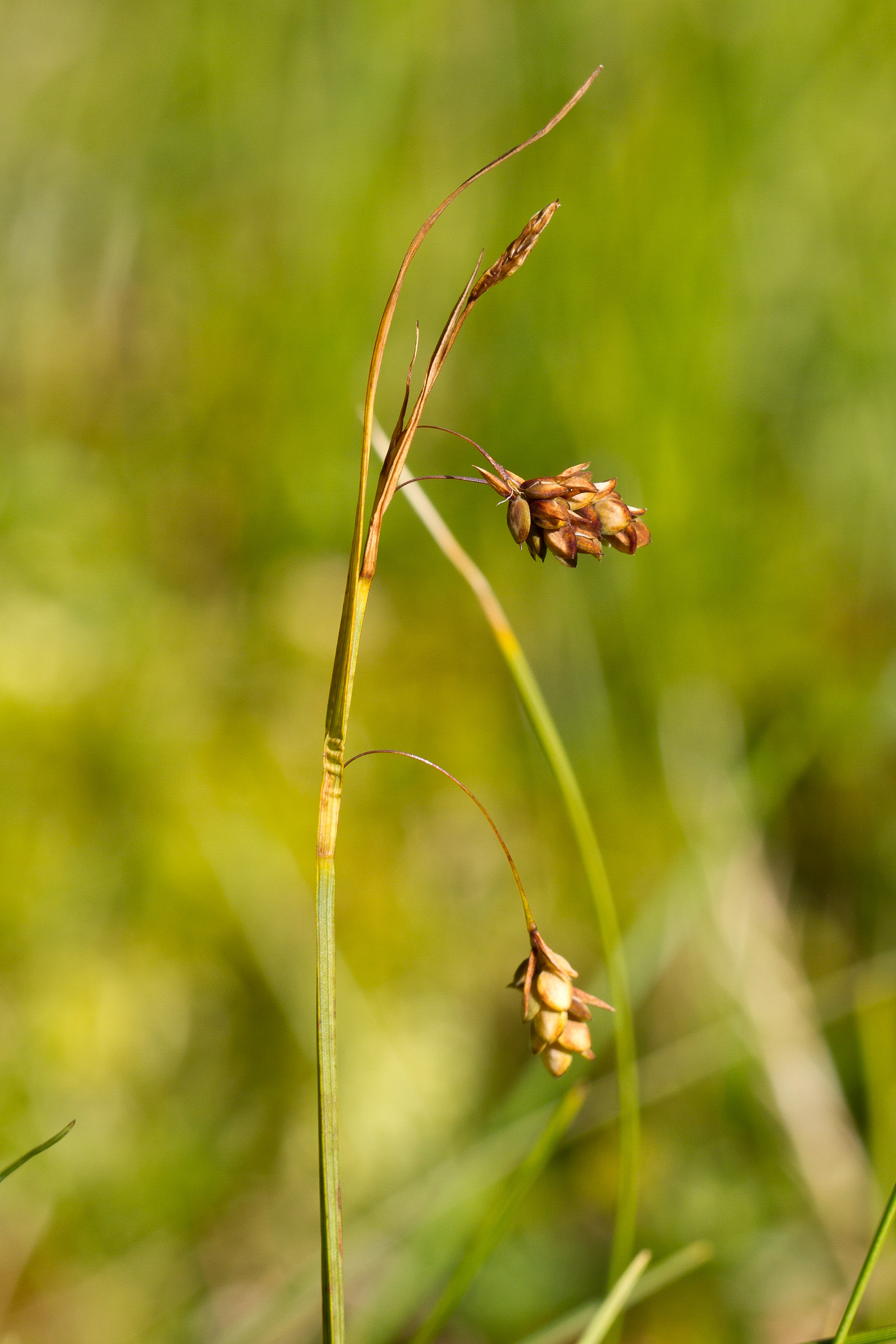 Cyperaceae_Carex paupercula 2-2.jpg