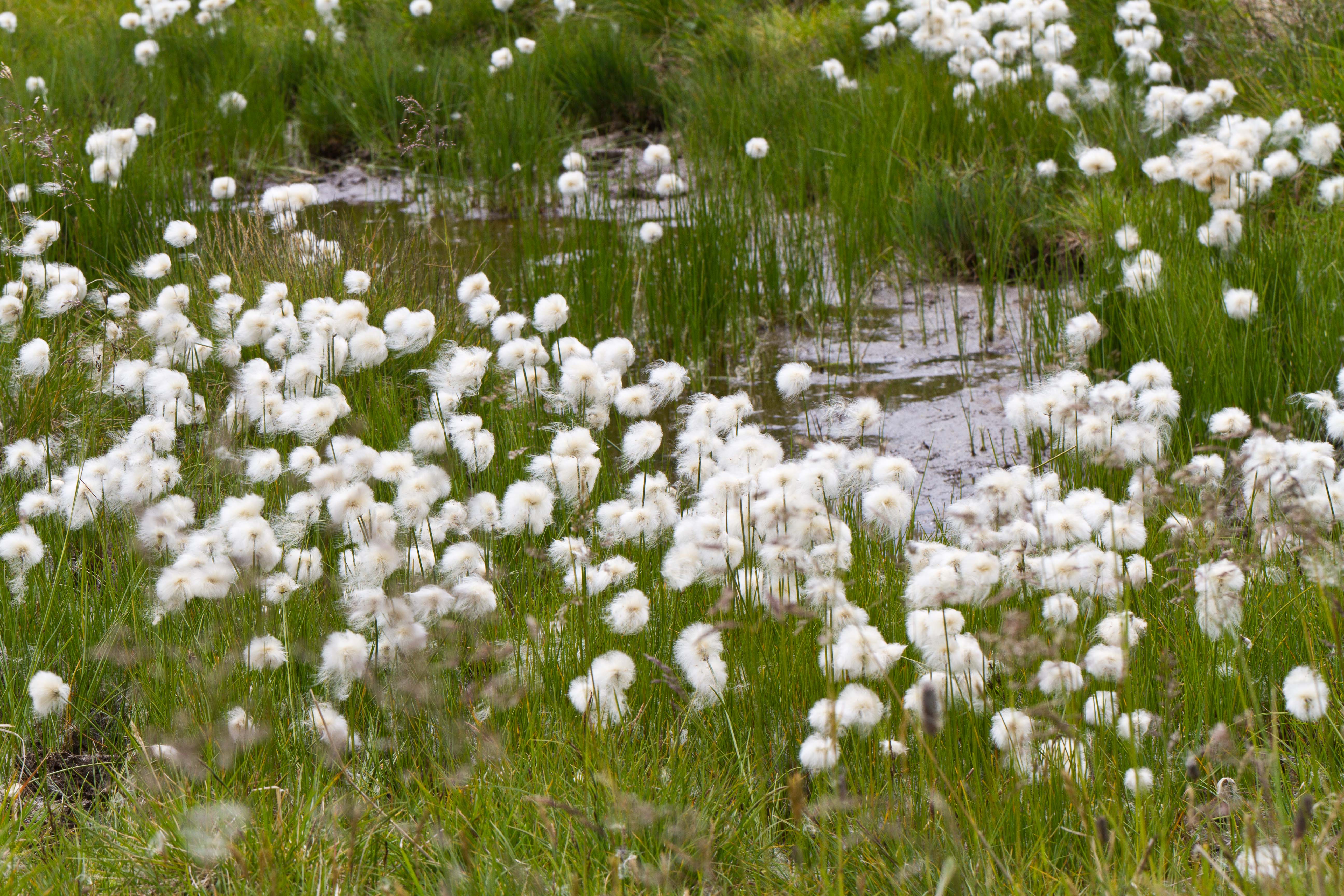 Cyperaceae_Eriophorum scheuchzeri 1-2.jpg