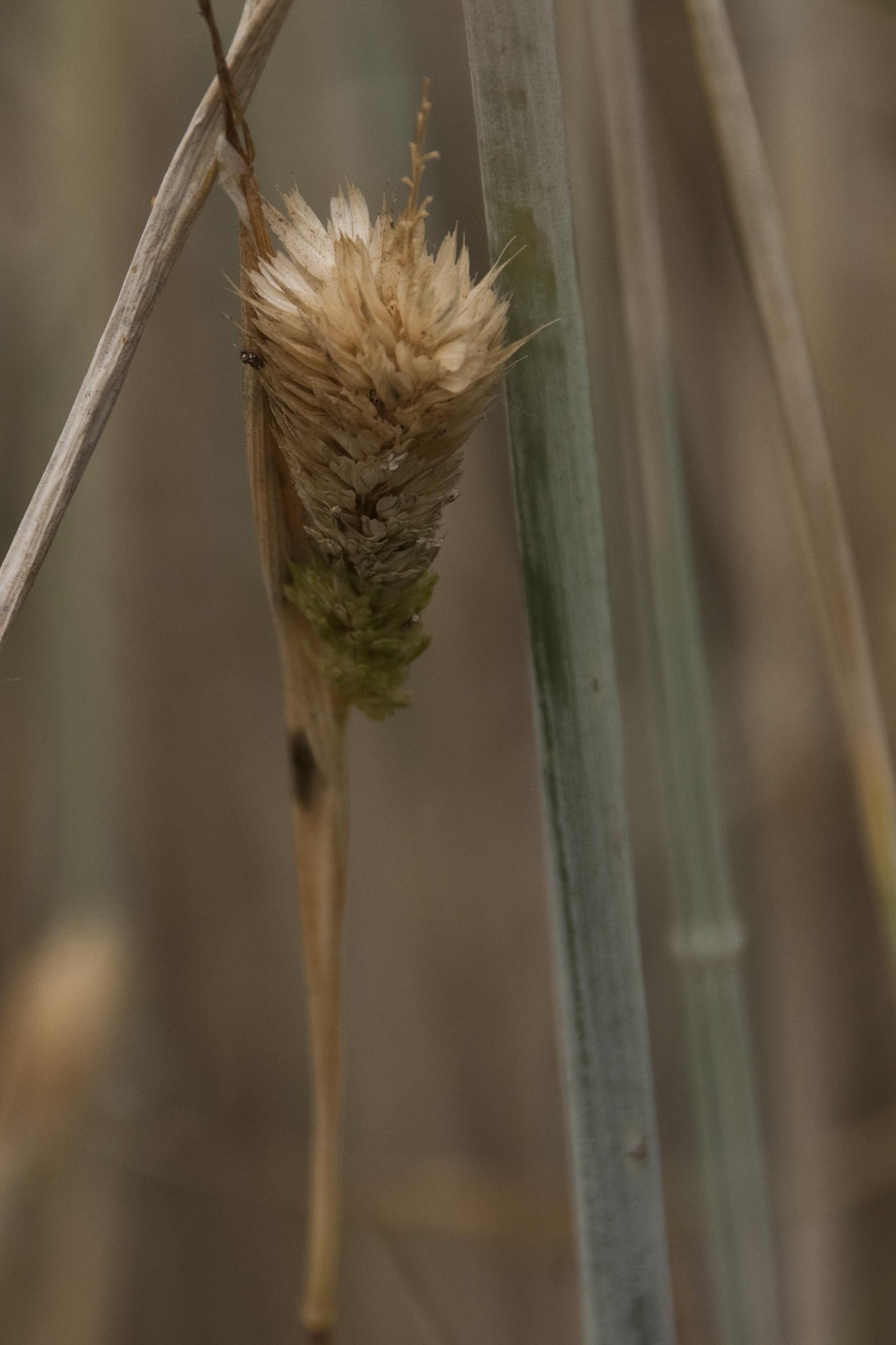 _DSC9879_bearbeitet.JPG
