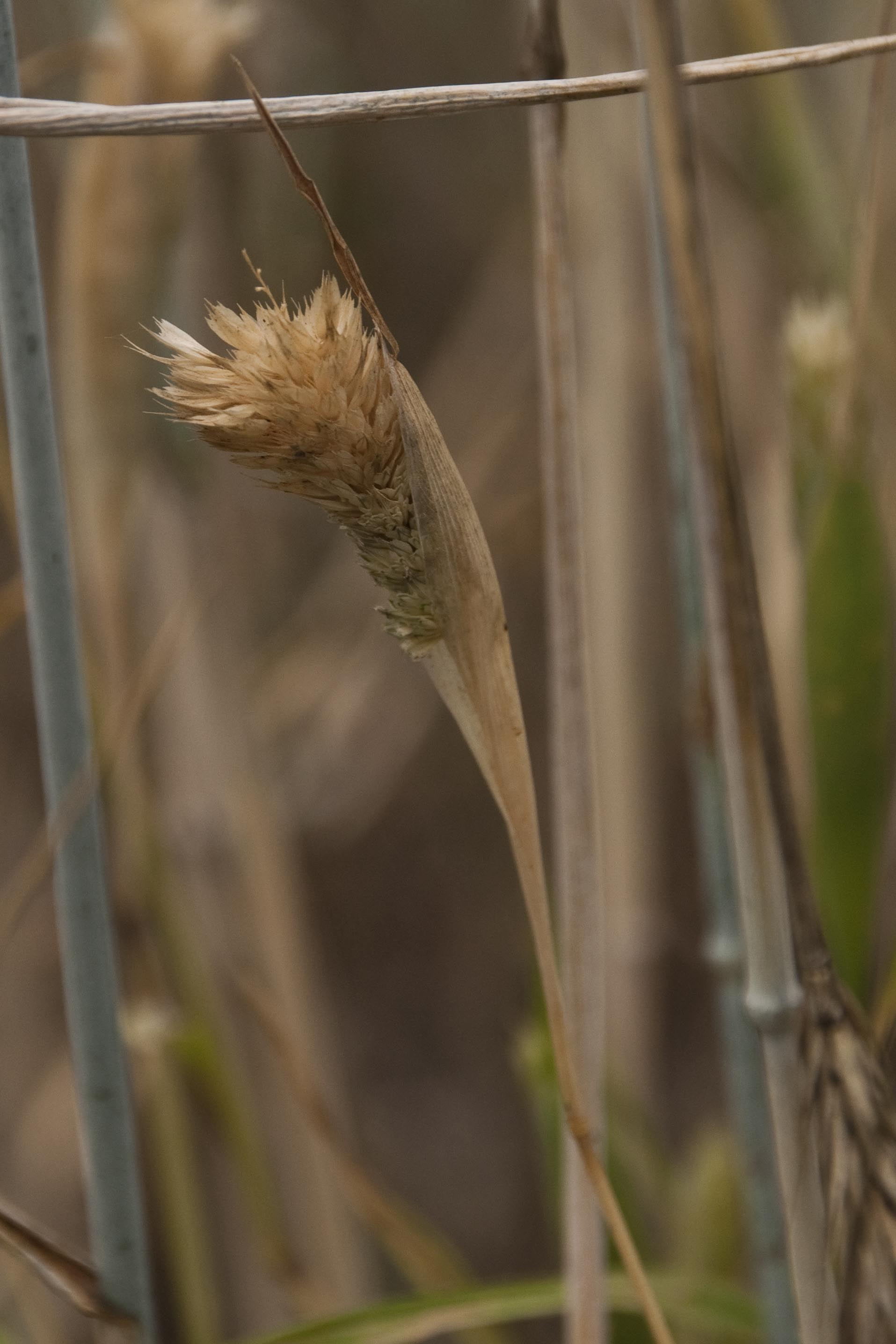_DSC9880_bearbeitet.JPG