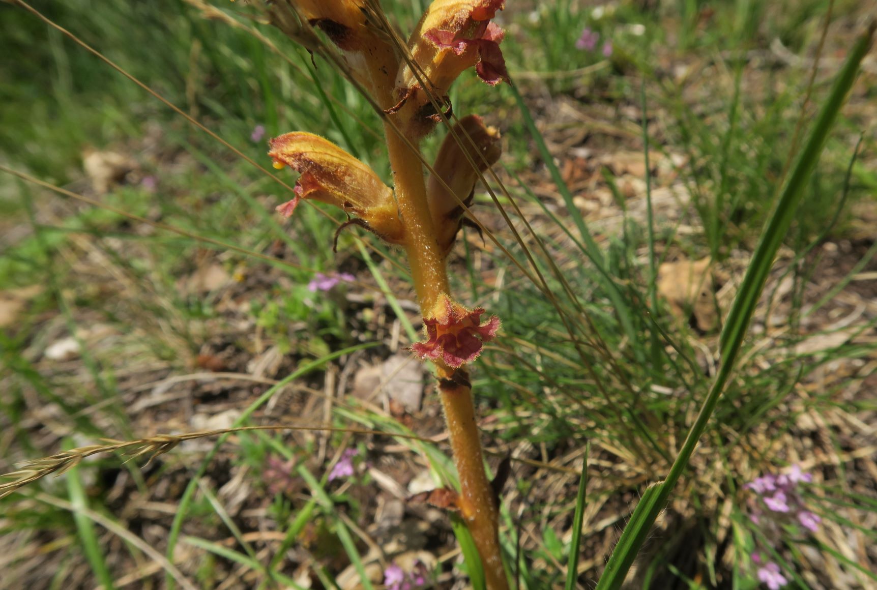 07.05 Bad Fischau-Brunn Orobanche alba) Quendel)-Sommerwurz (auf Thymian), Trockenrasen-Flecken im Niederwuchs zw. Weingartenstr. und Föhrenwald südl. Brunn (1 (3).JPG