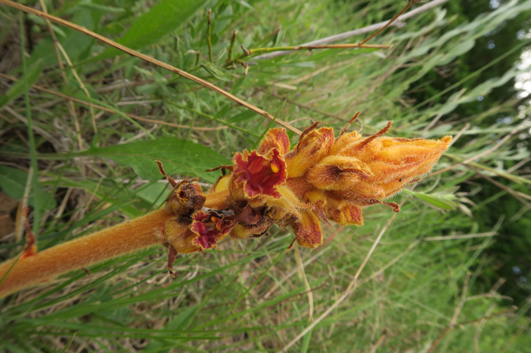 05.20 Frauenstein Eichkogel Orobanche gracilis) Blutrote) Sommerwurz (rote Bl-Innens. nicht glänzend! Wirtspfl. nicht erkennbar), Eichkogel Brachfelder osts. 20.05 (3).JPG