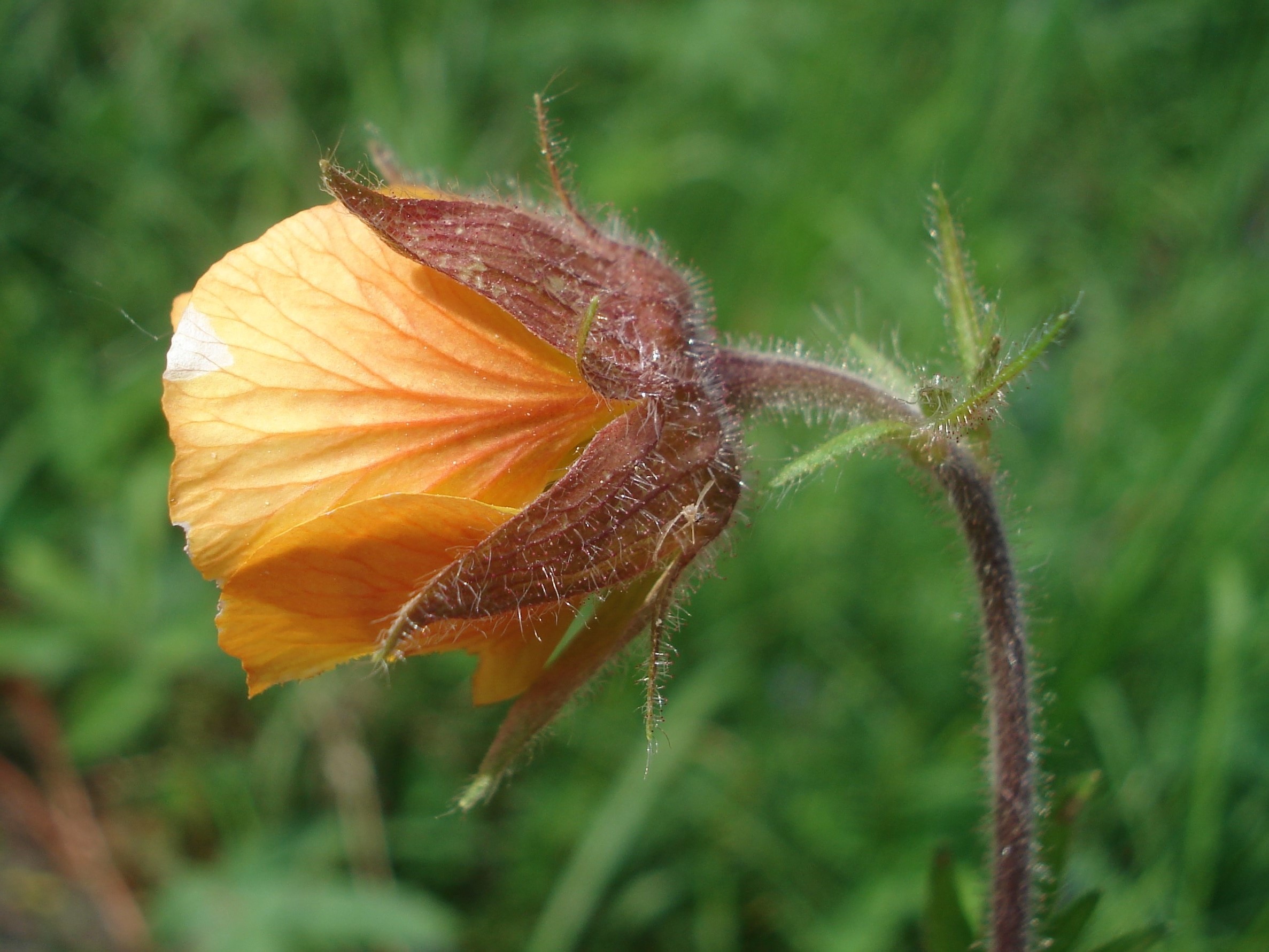 Geum.montanum x rivale.G. x sudeticum.Siebenhütten.JPG