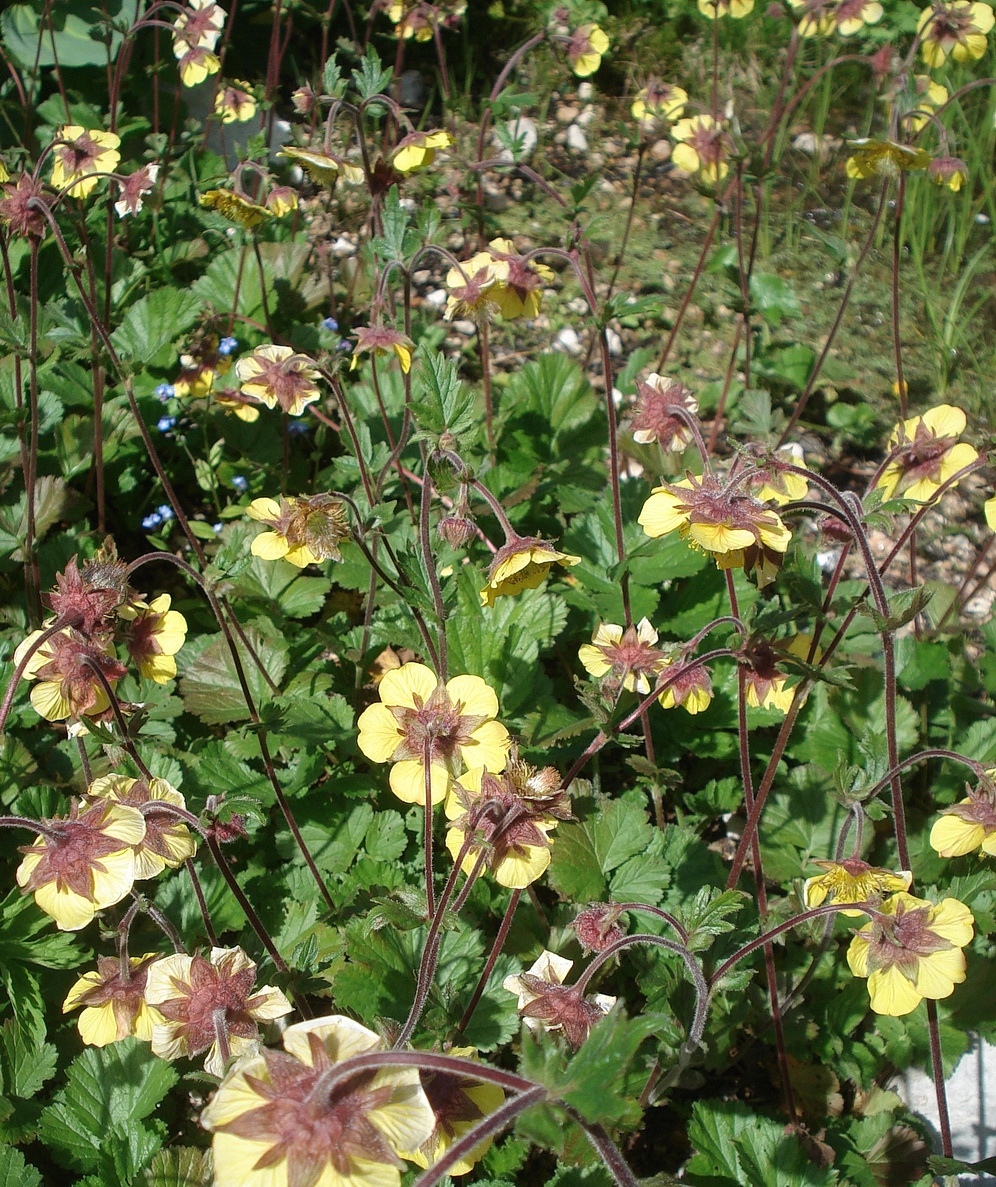 Geum.montanum x rivale.G.x sudeticum..JPG