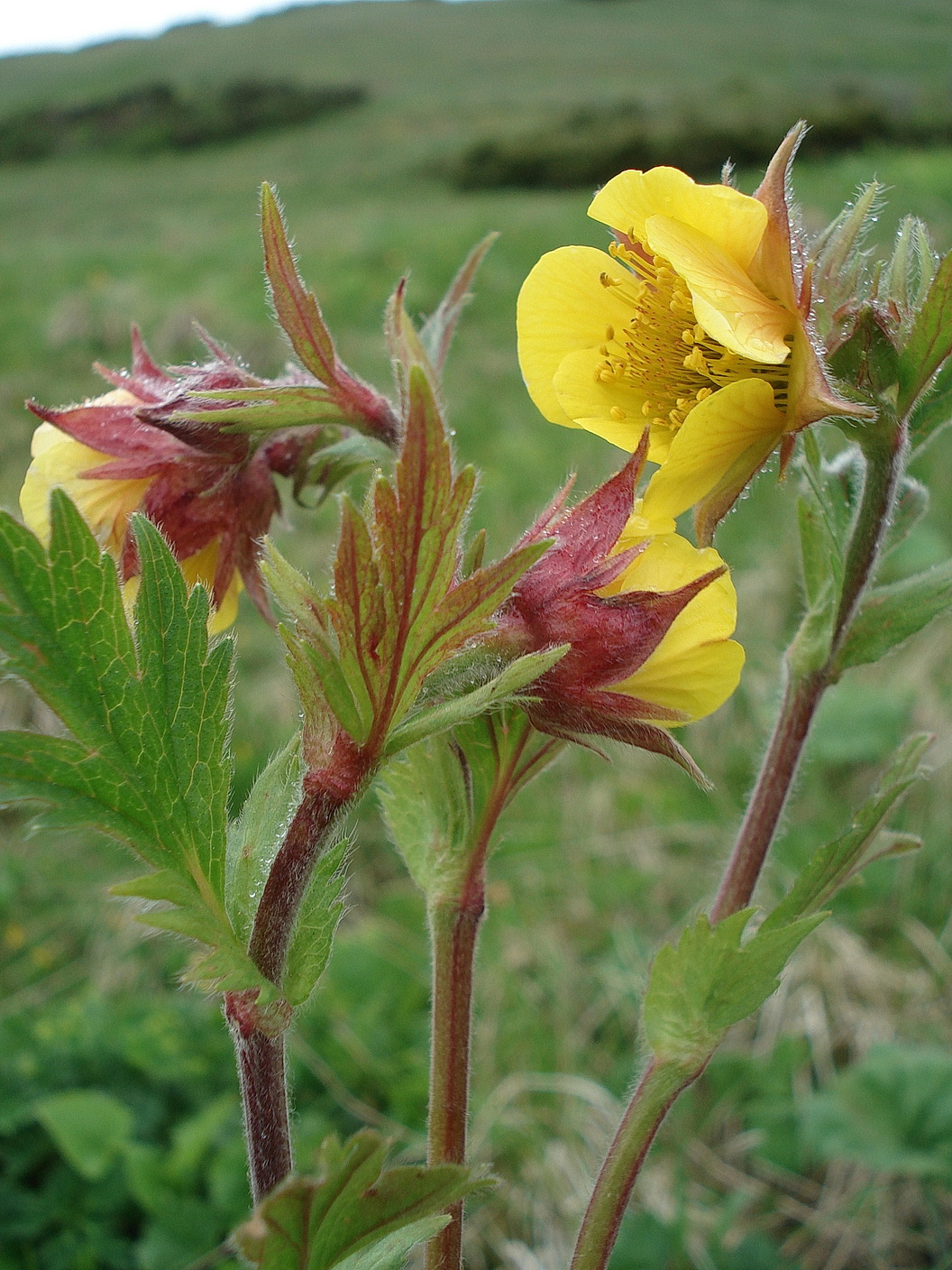 Geum.montanum x rivale.Schneealpe.12.Jun.11.JPG