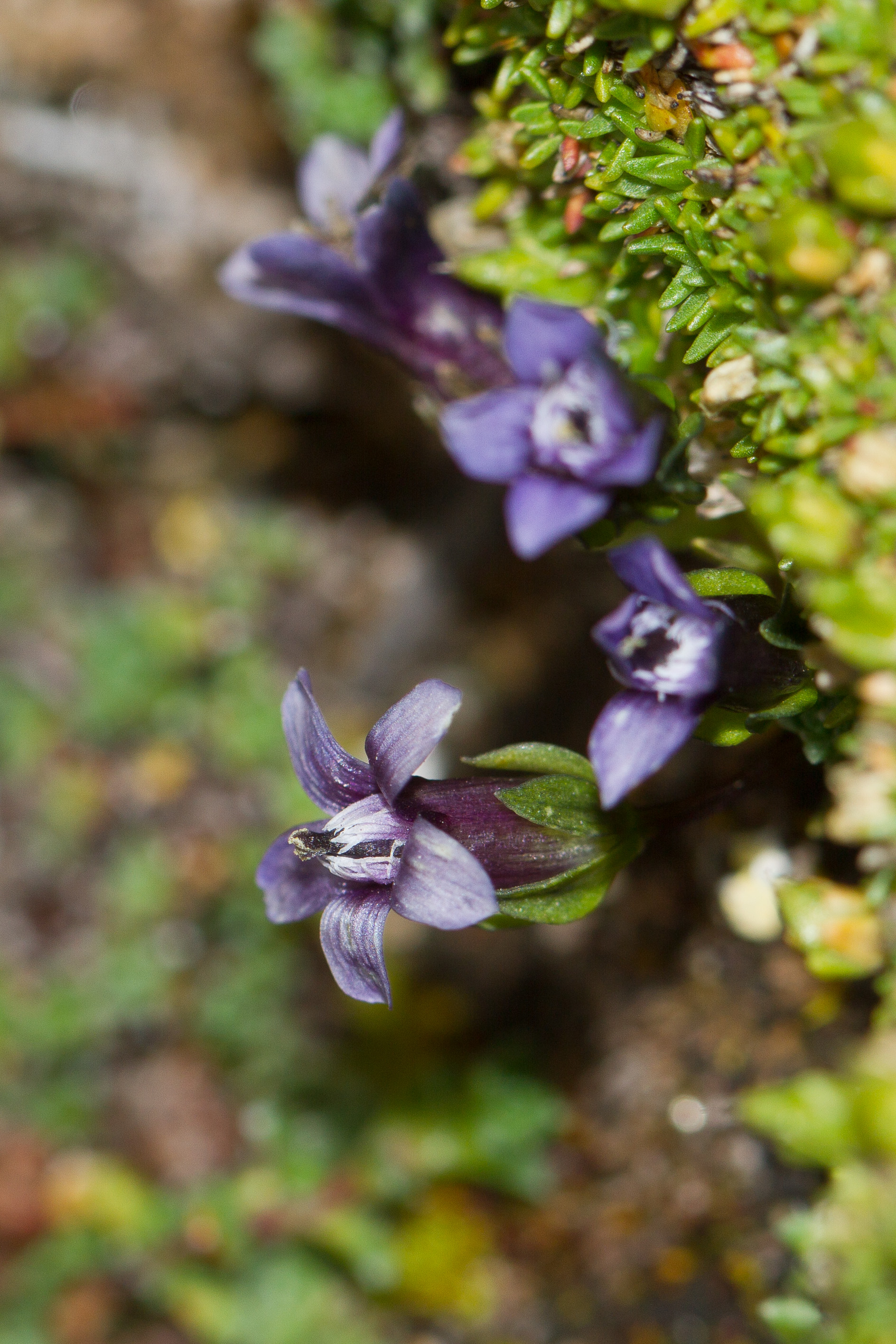 Gentianaceae_Comastoma nanum 2-2.jpg