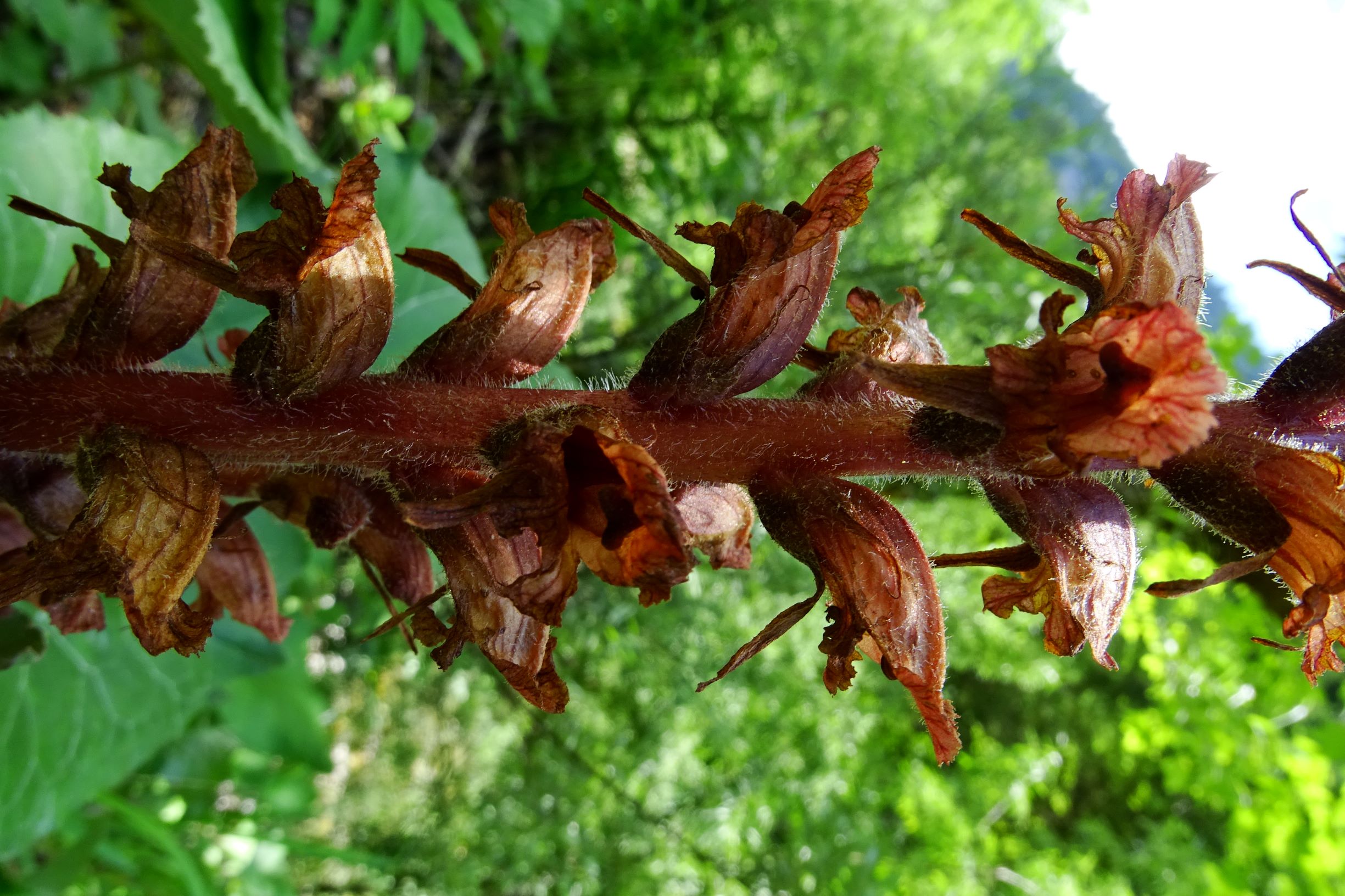 DSC05535 orobanche cf. flava.JPG