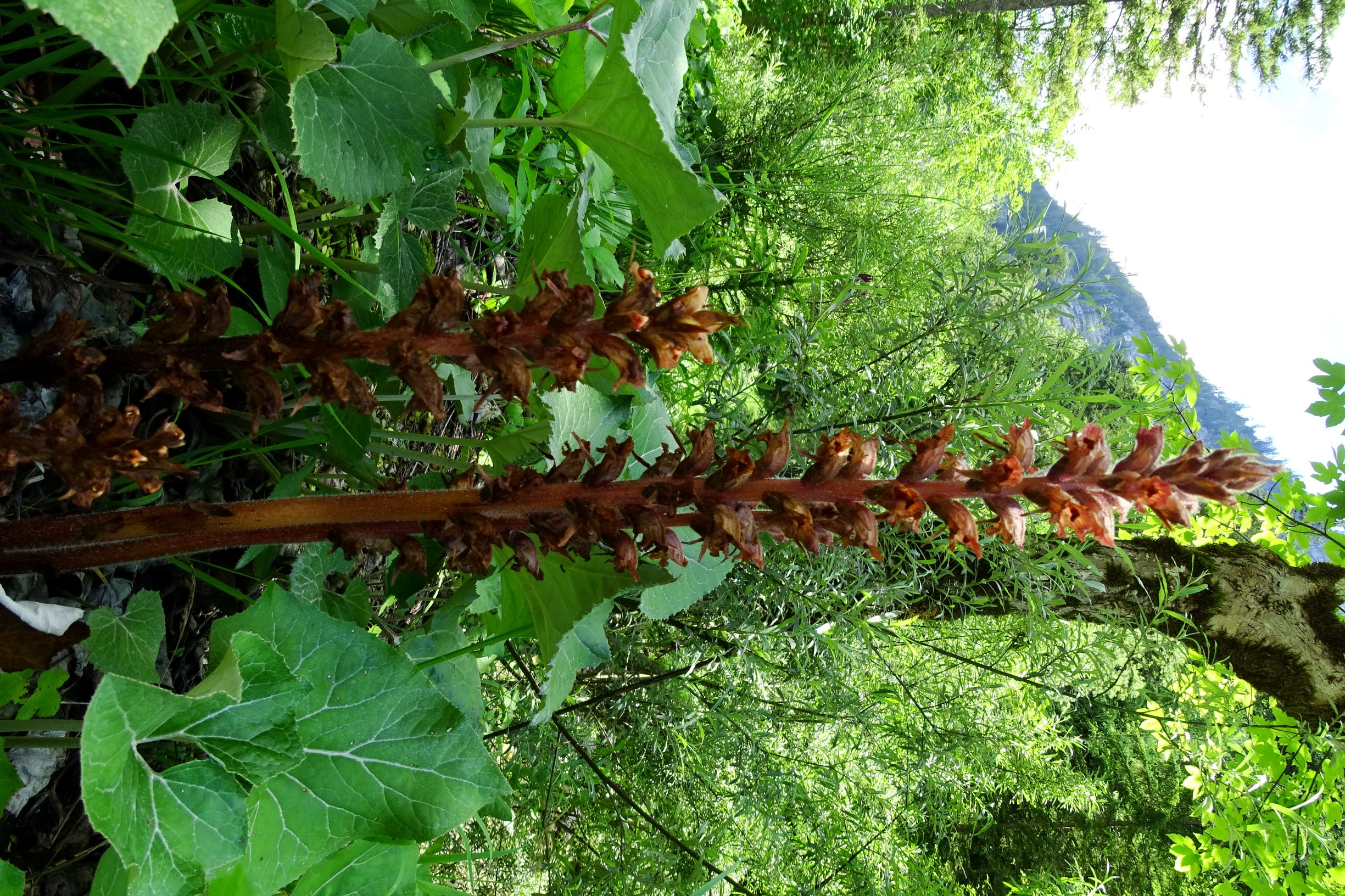 DSC05534 orobanche cf. flava.JPG