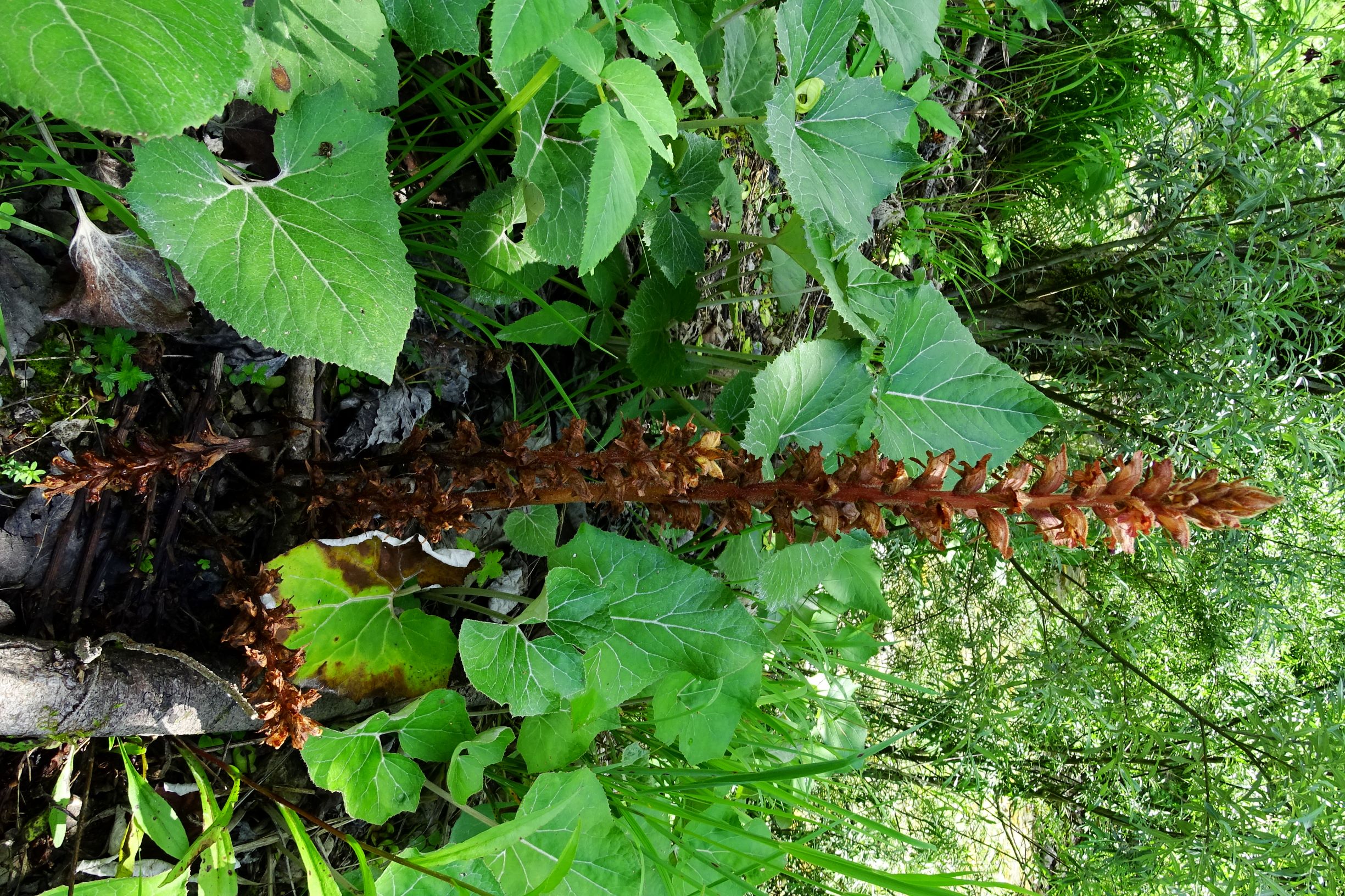 DSC05533 orobanche cf. flava.JPG