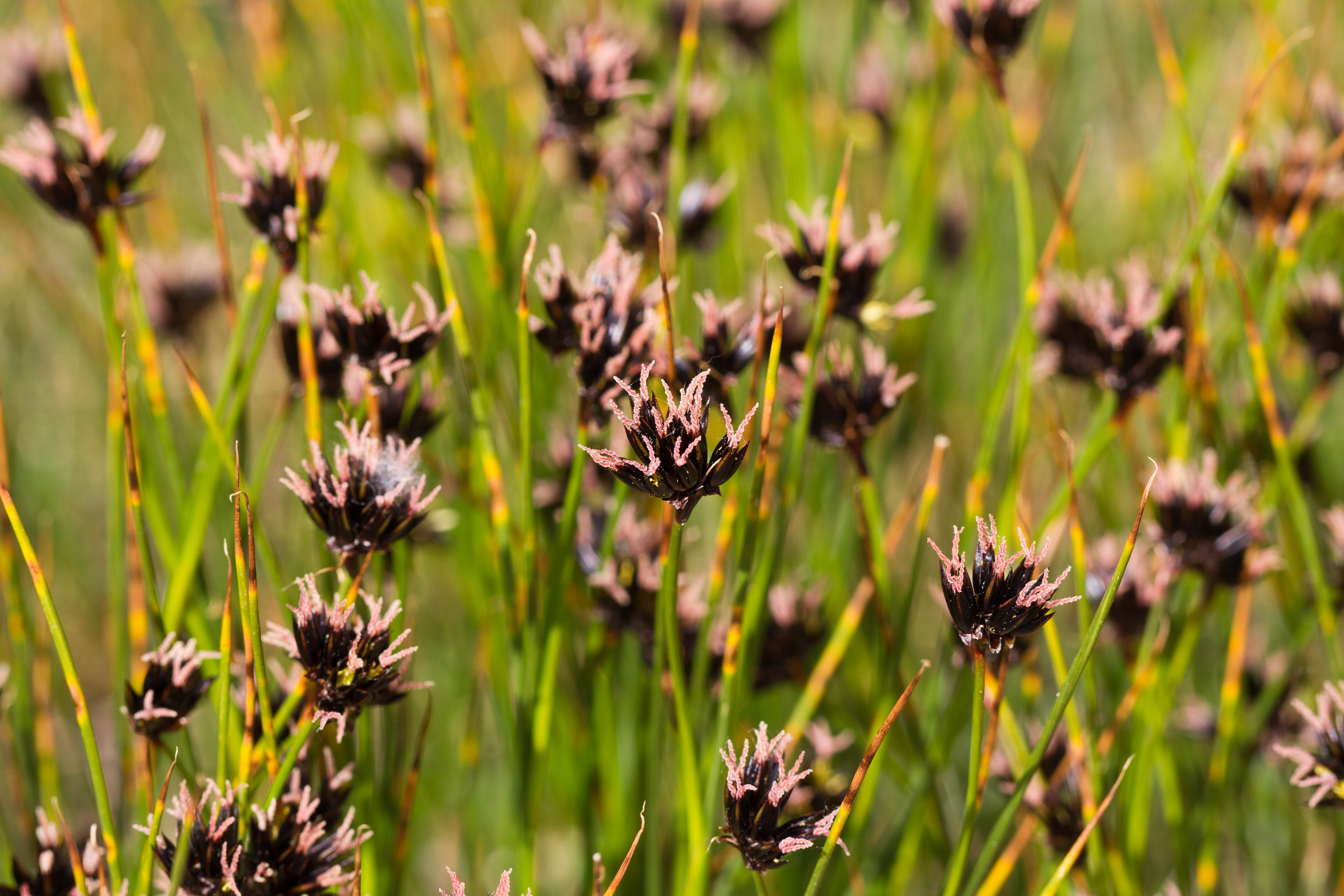 Juncaceae_Juncus jacquinii 4-2.jpg