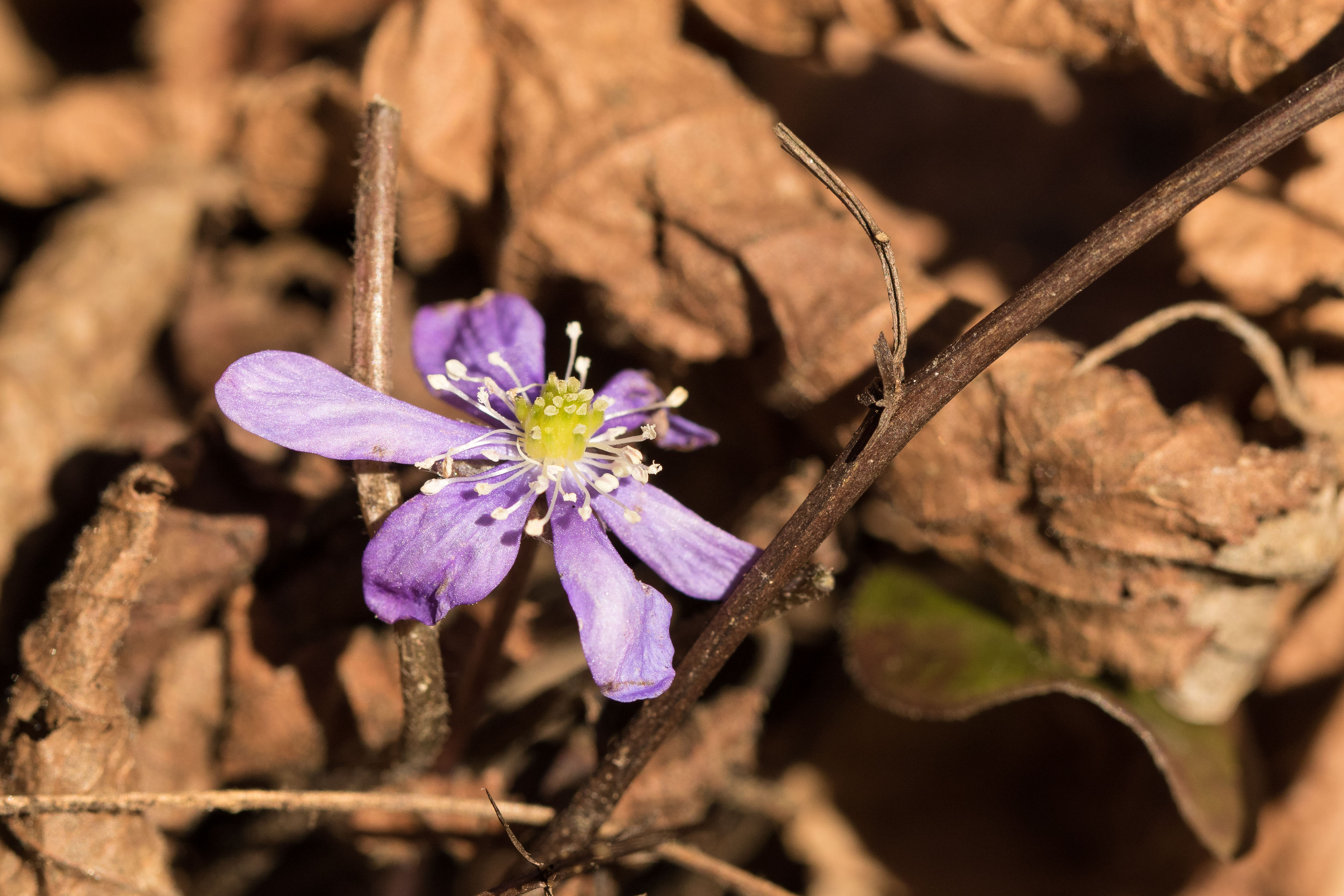 Hepatica_Kapaun.jpg