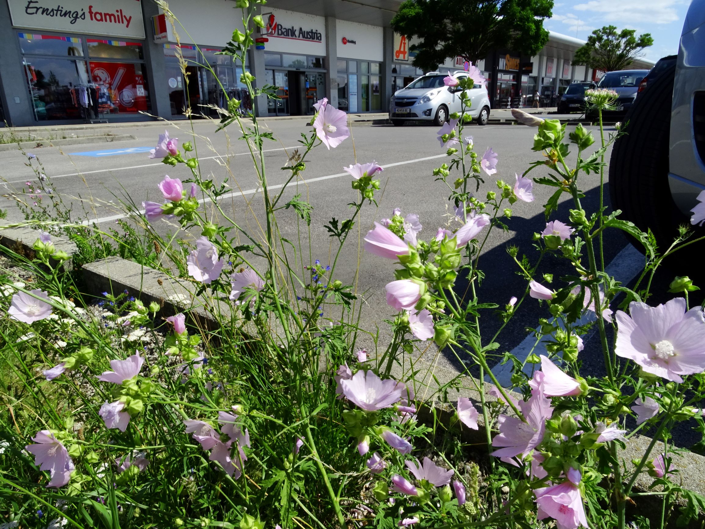 DSC06367 malva alcea.JPG