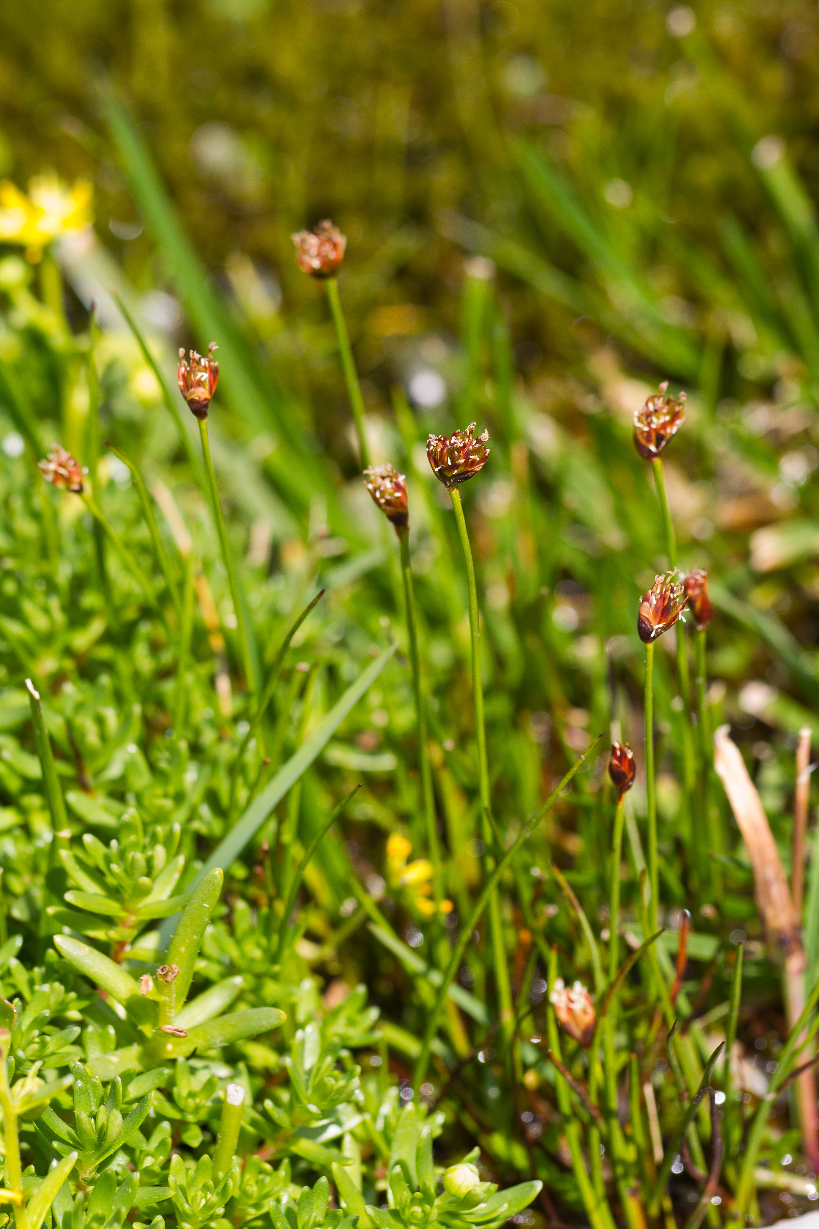 Juncaceae_Juncus triglumis 1-2.jpg