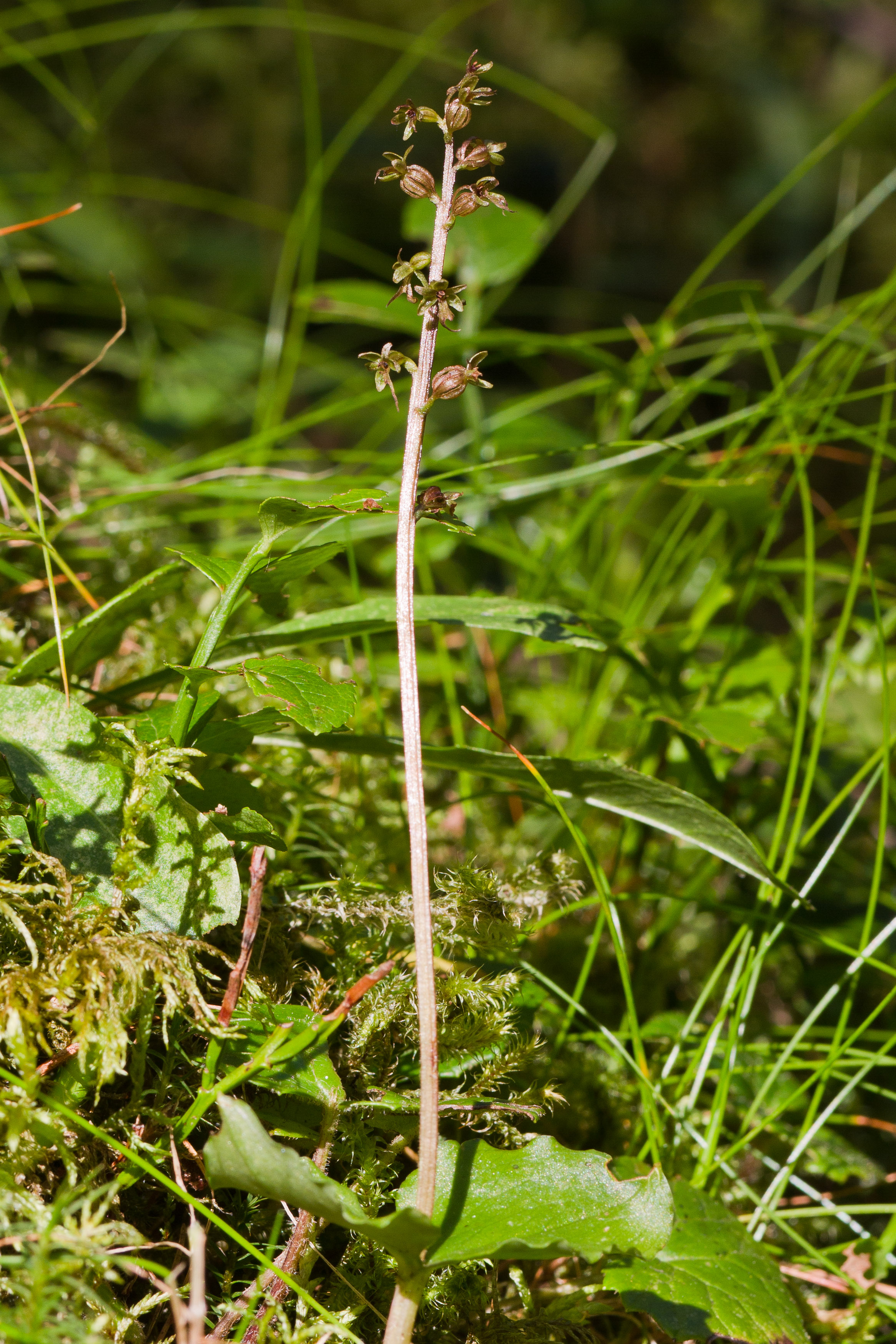 Orchidaceae_Listera cordata 1-2.jpg