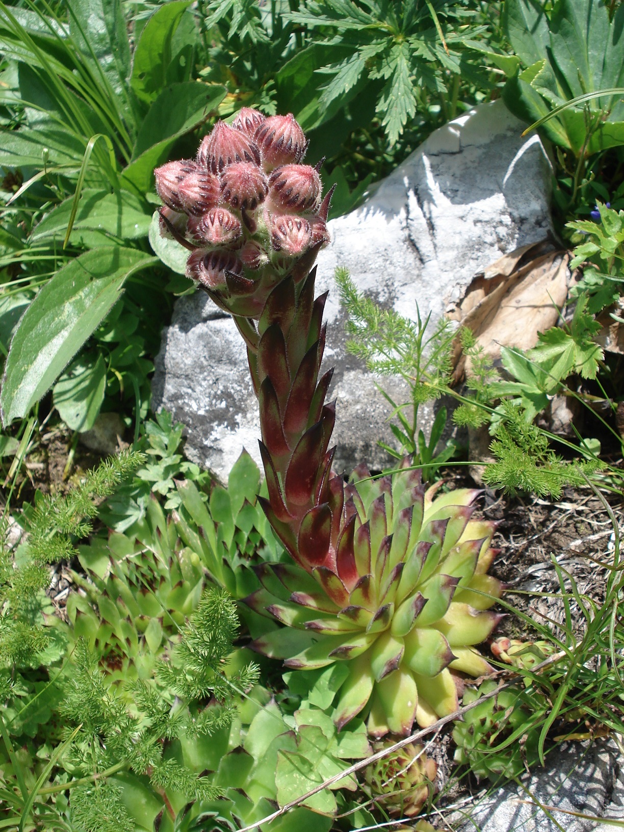 Sempervivum.tectorum.Hochobir.Südhang 15.7.09.jpg