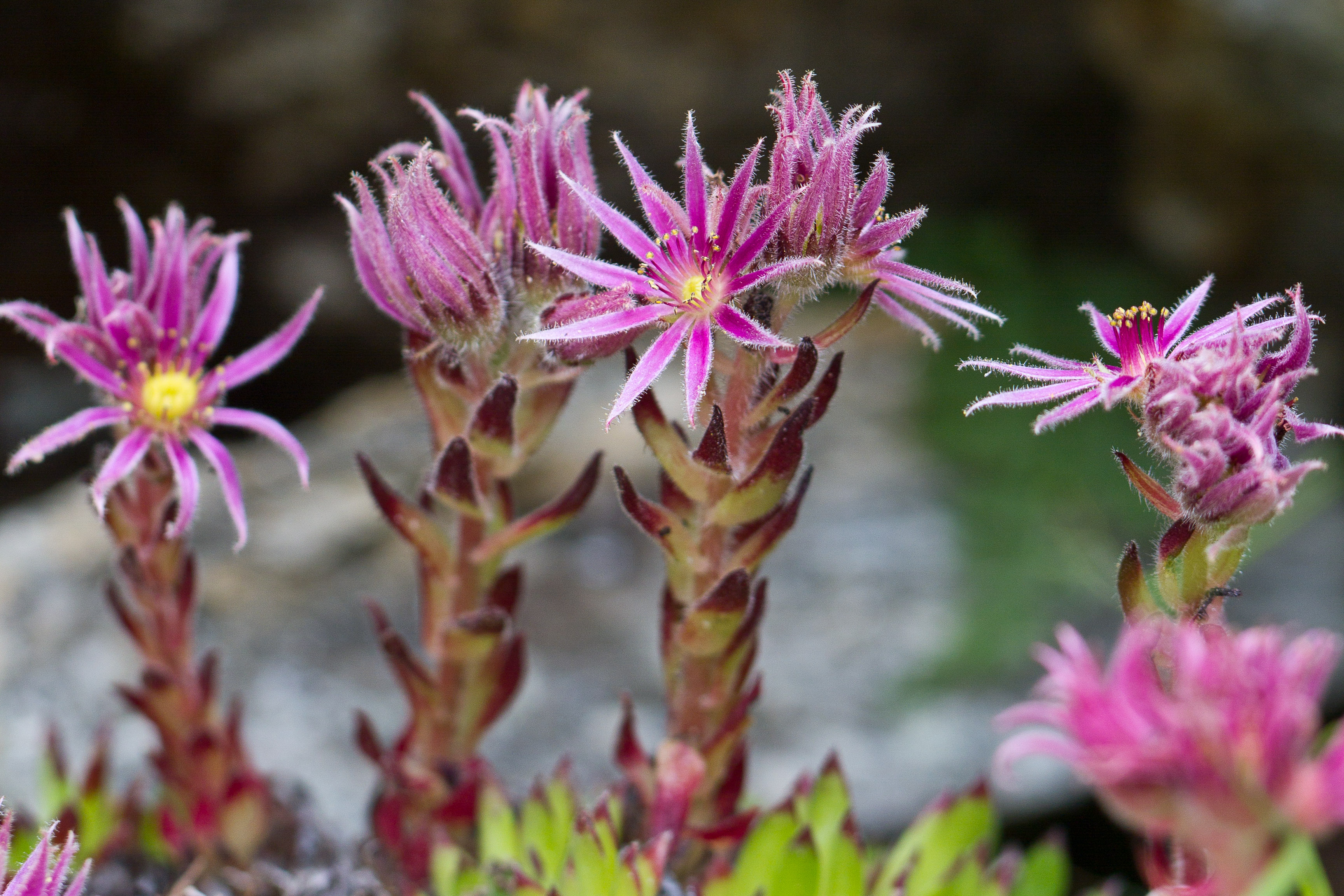 Crassulaceae_Sempervivum stiriacum 2 det.jpg