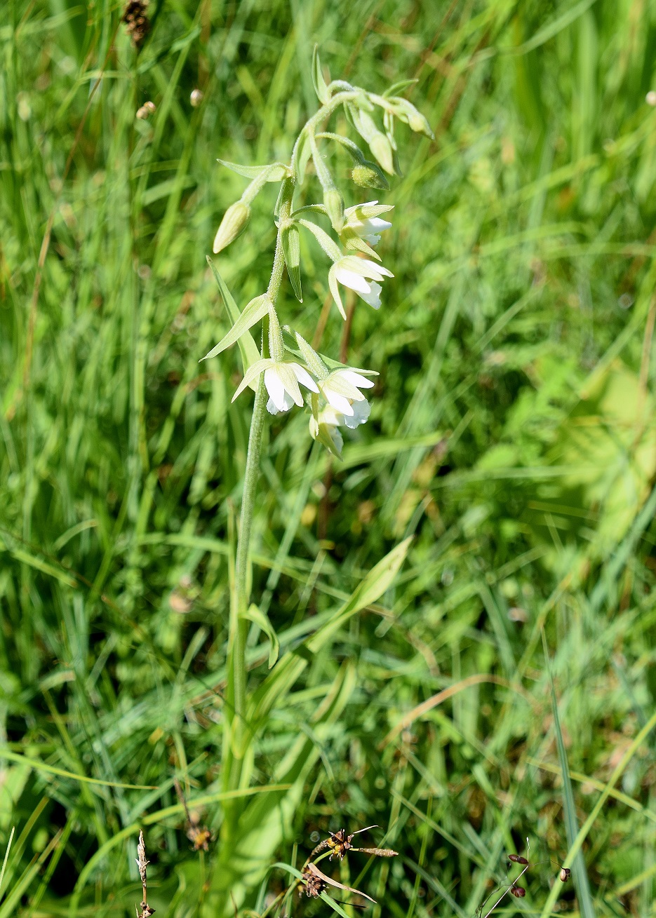 Klausen-Leopoldsdorf-05072020-(94).JPG