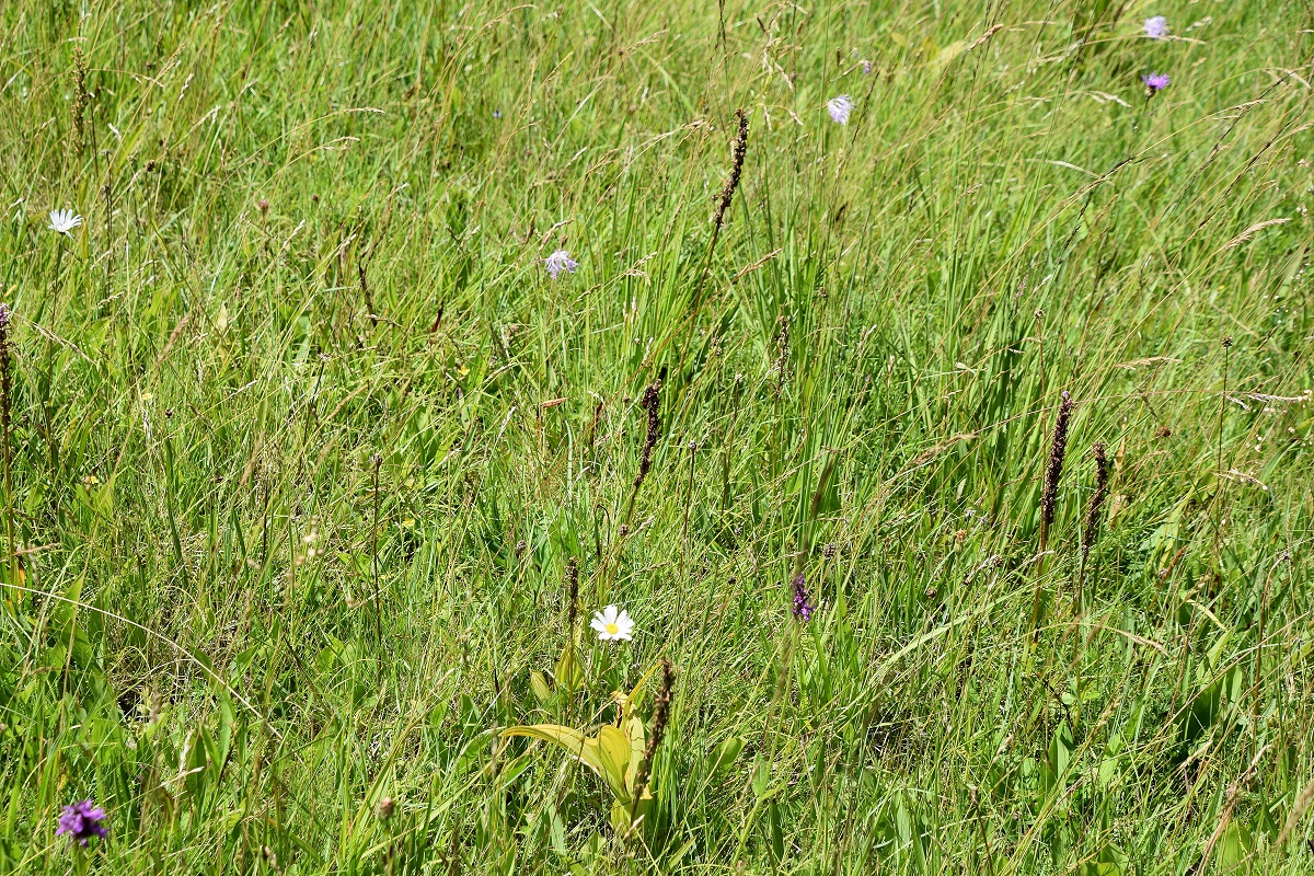 Klausen-Leopoldsdorf-05072020-(107).JPG