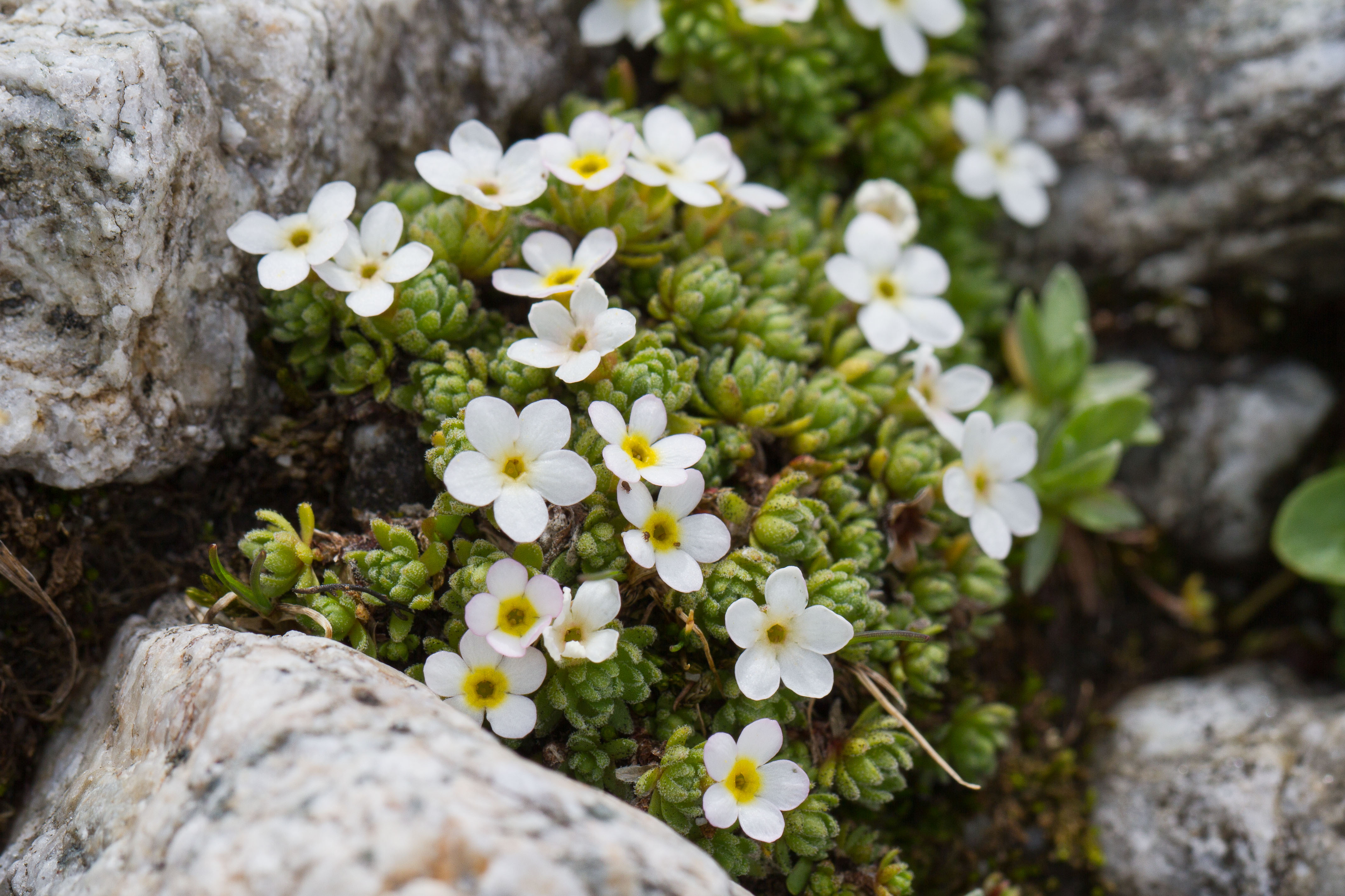 Primulaceae_Androsace alpina 1-2.jpg