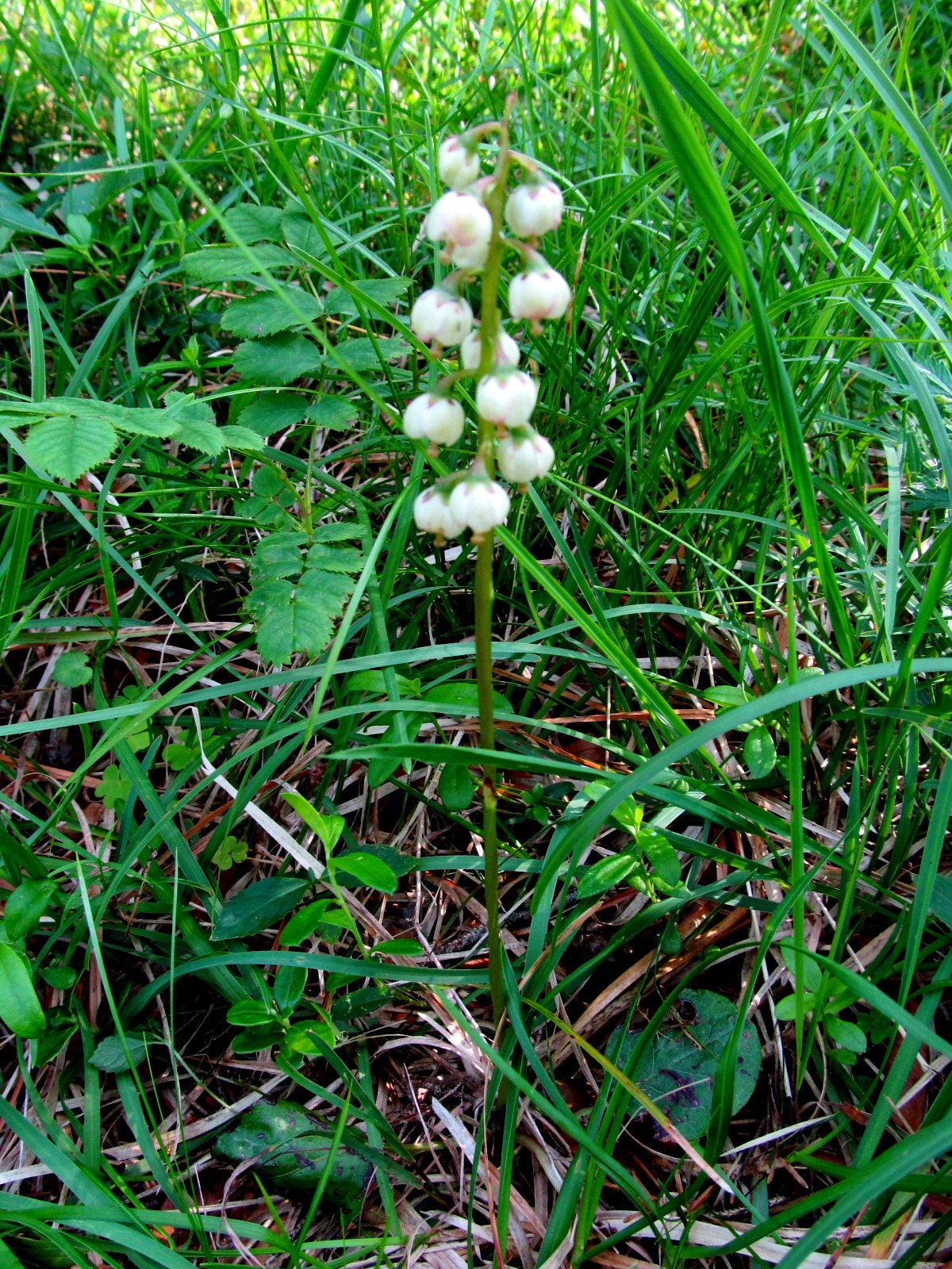 IMG_0012 Pyrola media (Mittleres Immergrün), Göller.JPG