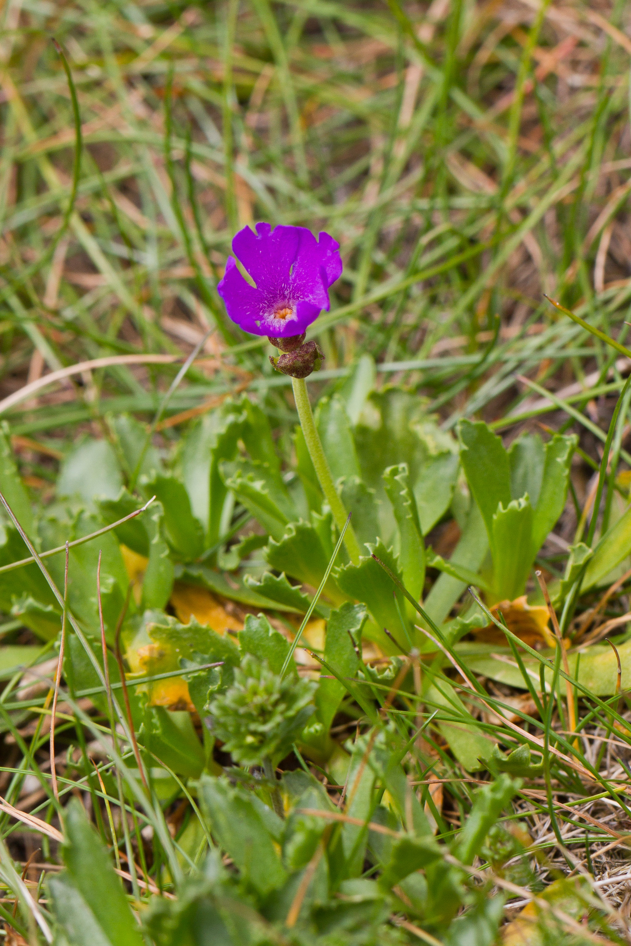 Primulaceae_Primula minima x glutinosa 1-2.jpg