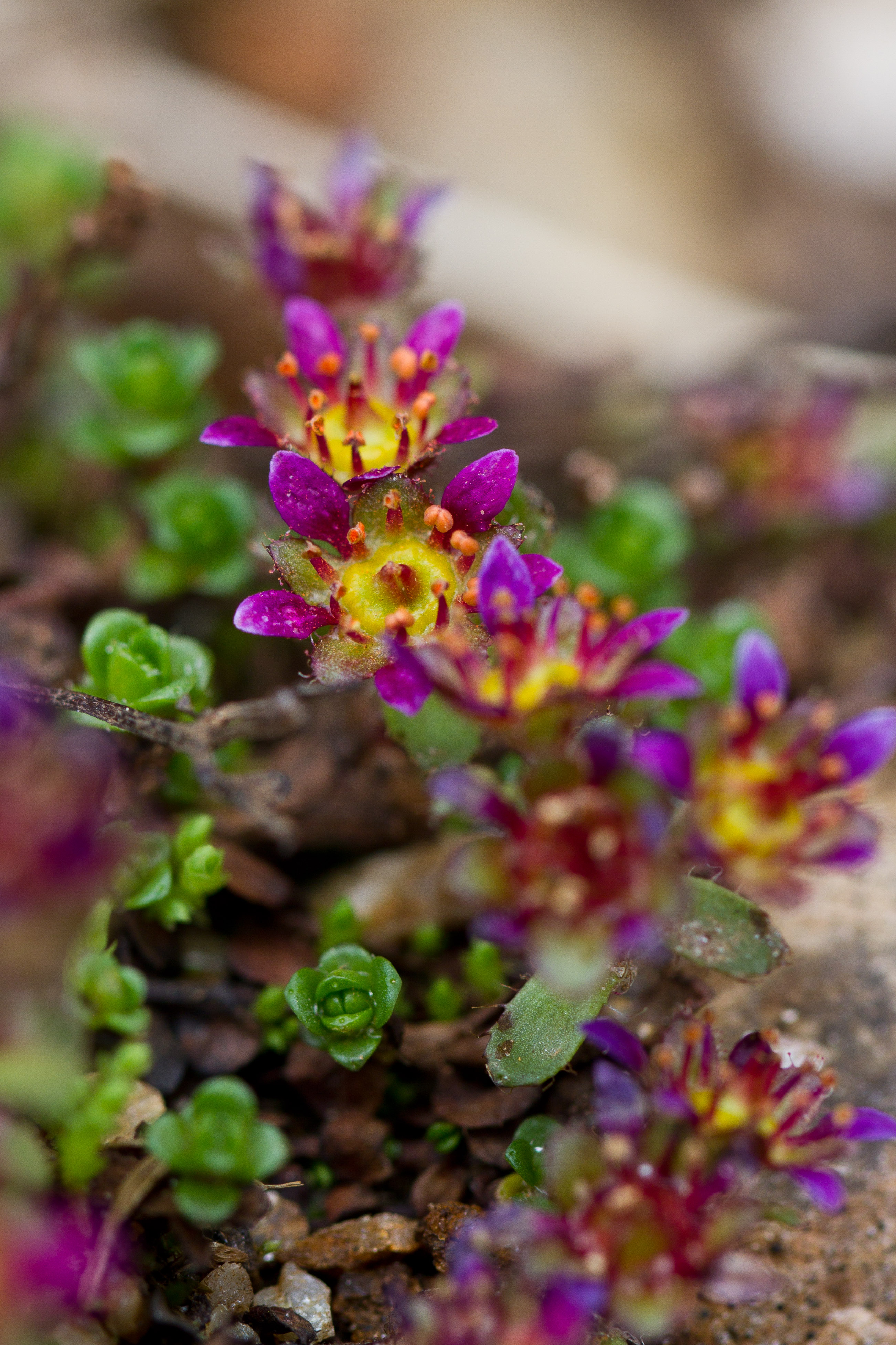 Saxifragaceae_Saxifraga biflora 1-2.jpg