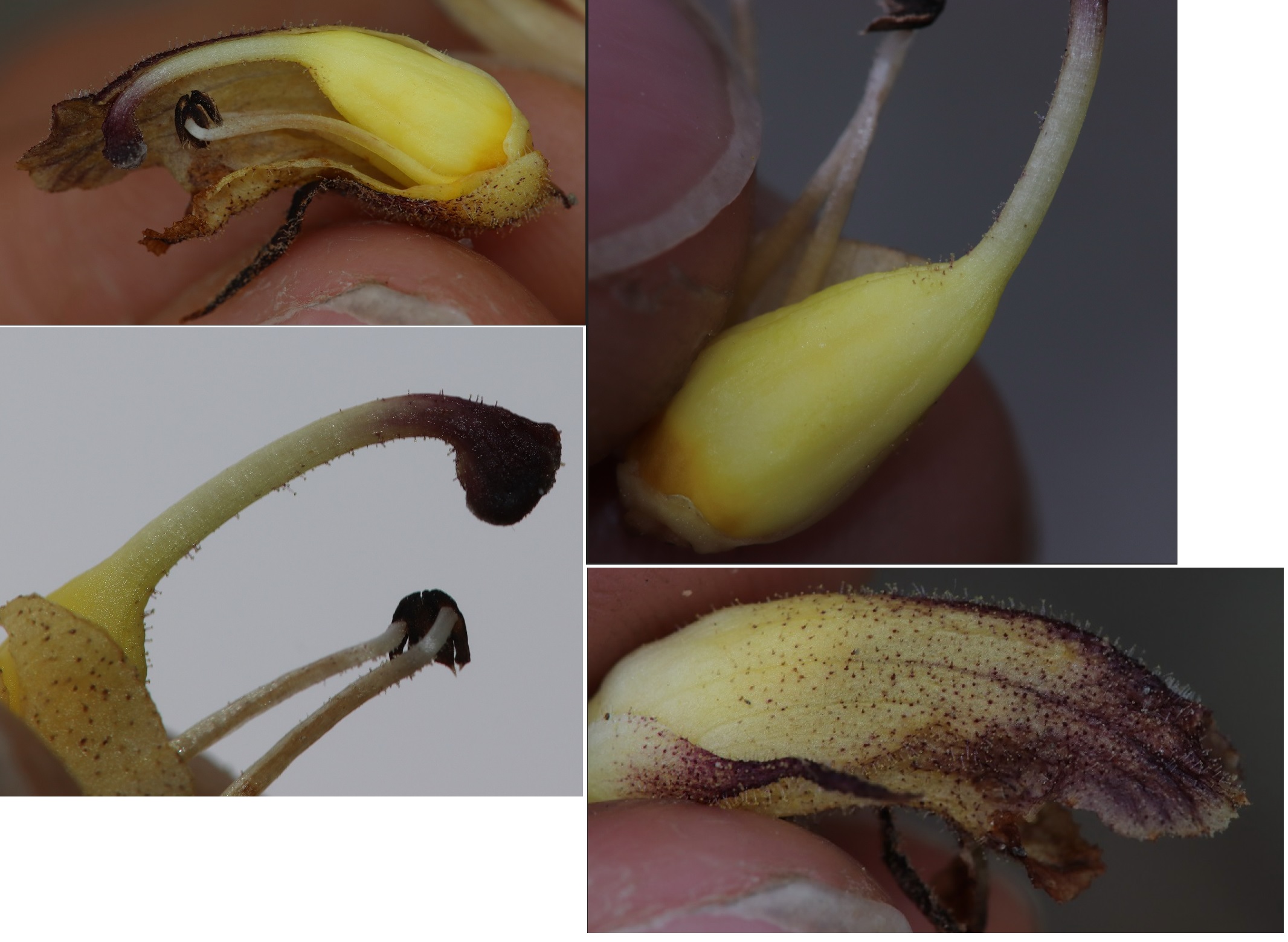 Orobanche_resticulata_1.jpg