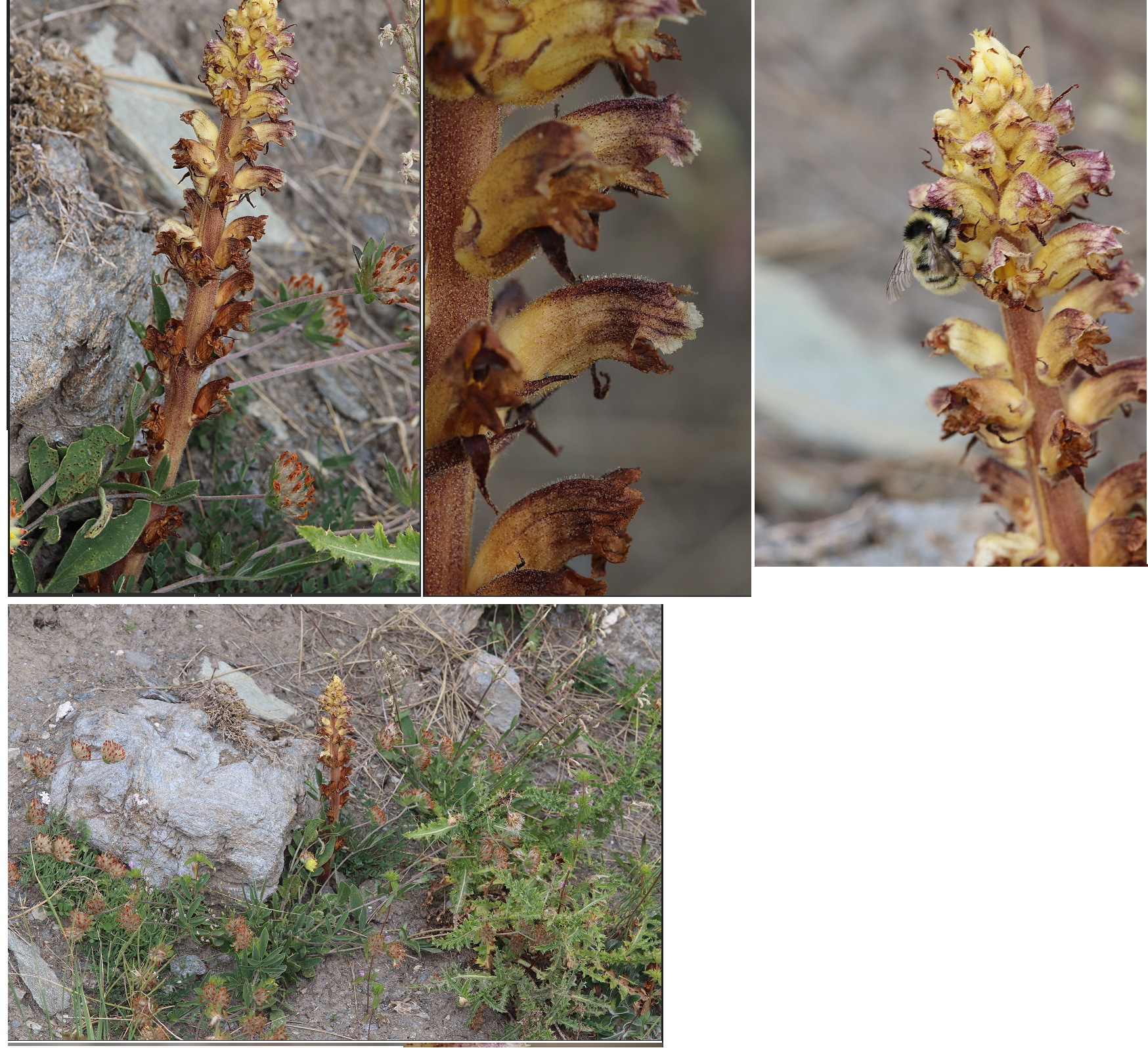 Orobanche_resticulata_2.jpg