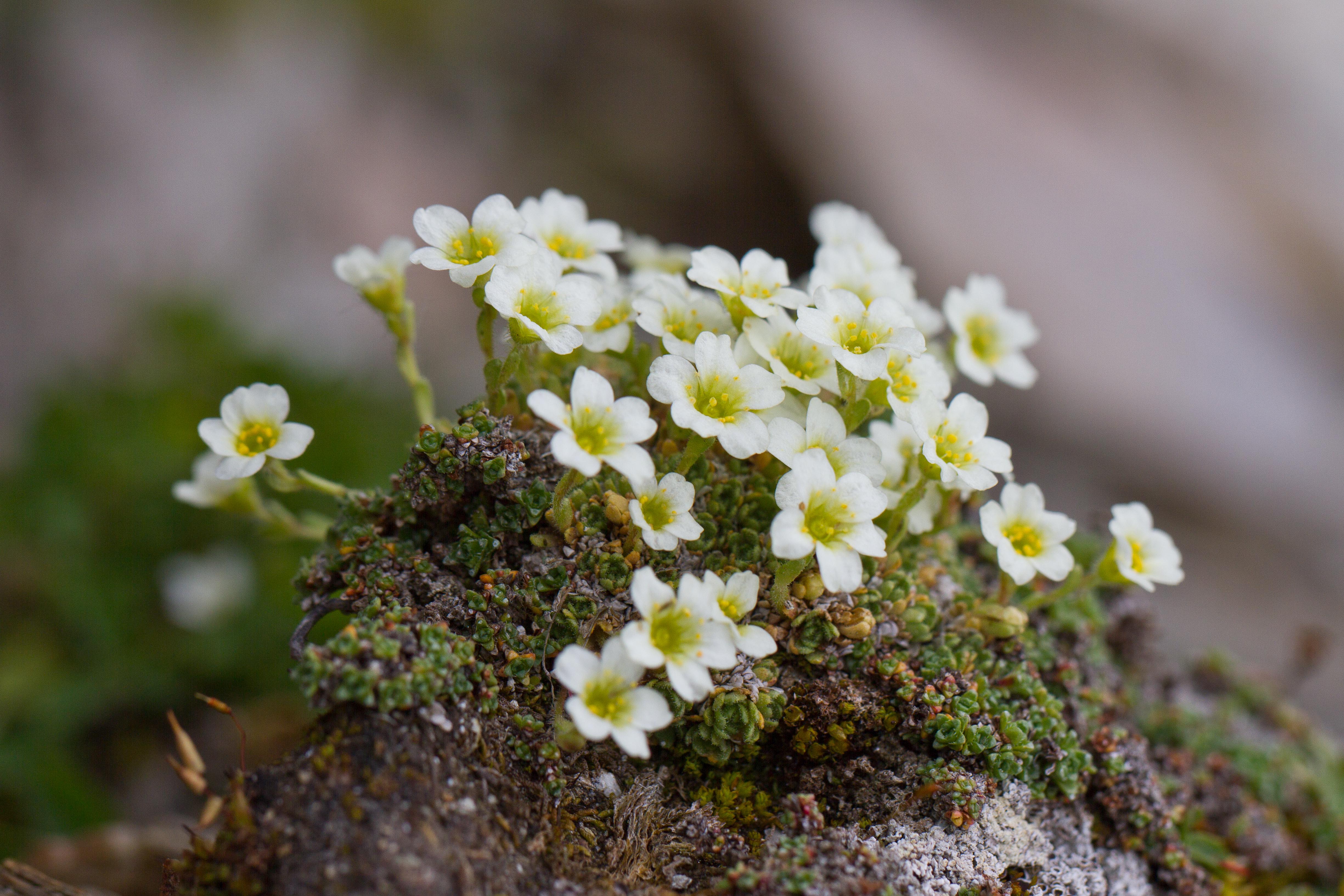 Saxifragaceae_Saxifraga muscoides 2-2.jpg