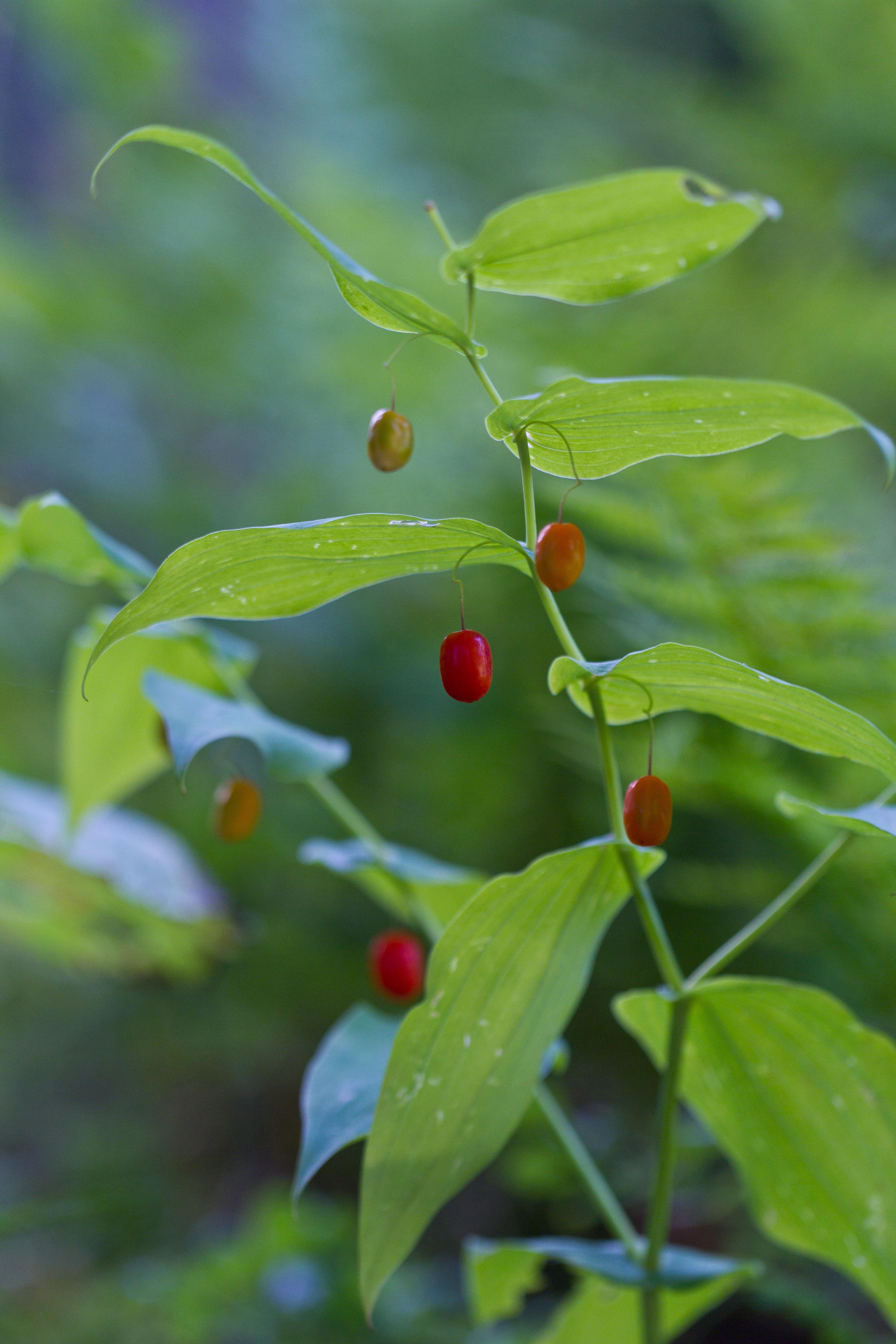 Uvulariaceae_Streptopus amplexifolius 1-2.jpg