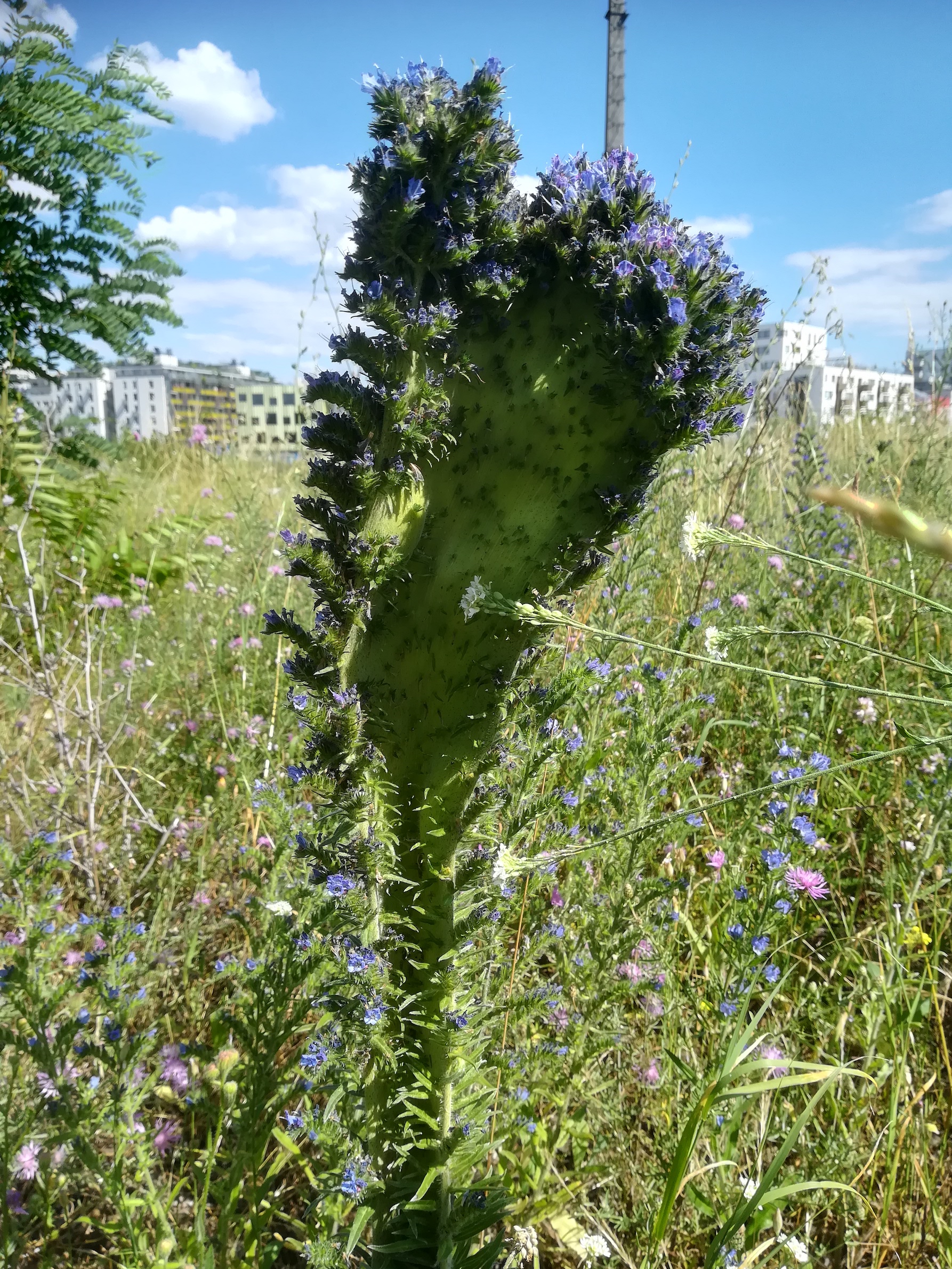 echium vulgare verbänderung ehemaliger nordbahnhof_20200712_154834.jpg