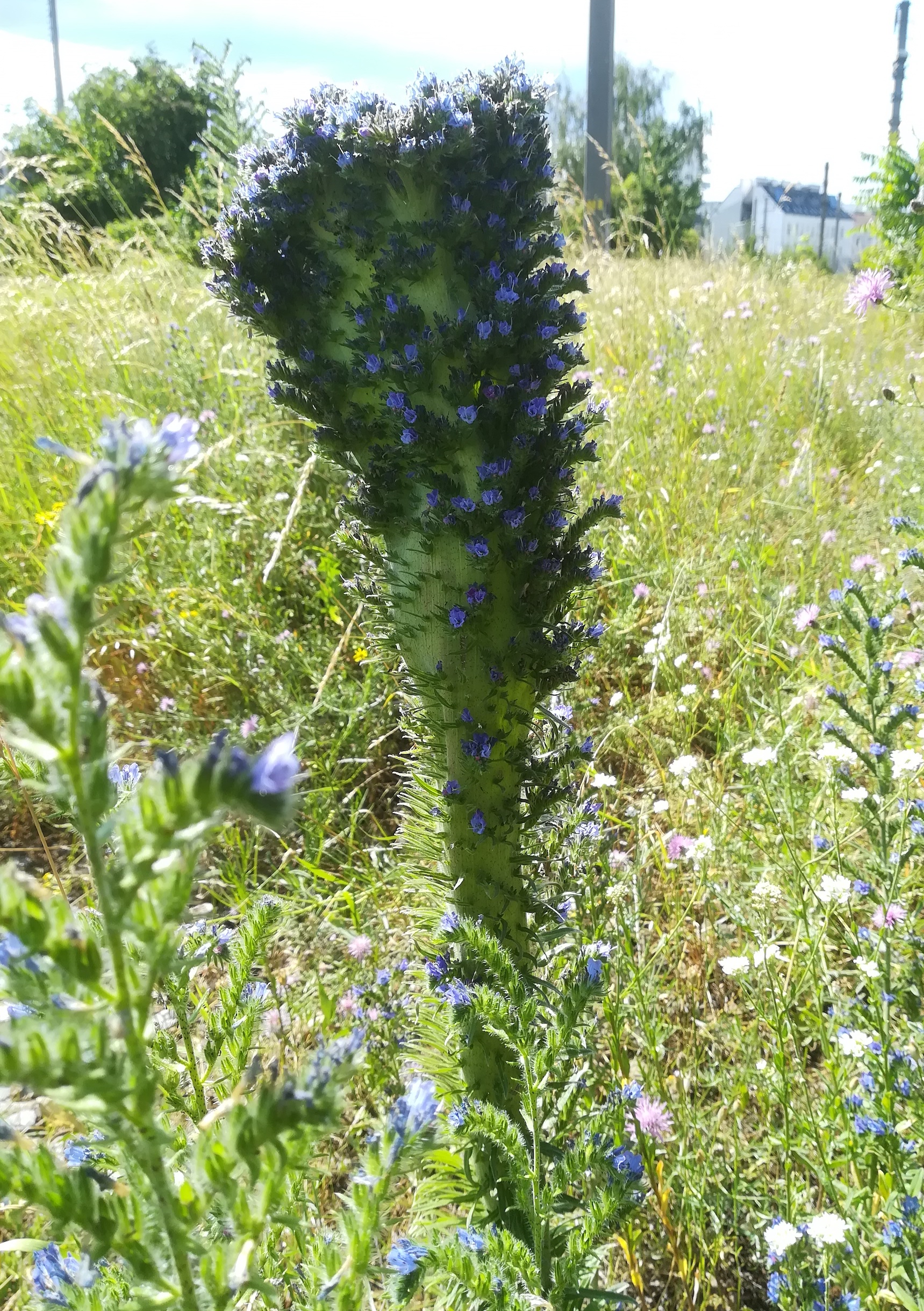 echium vulgare verbänderung ehemaliger nordbahnhof_20200712_154903.jpg