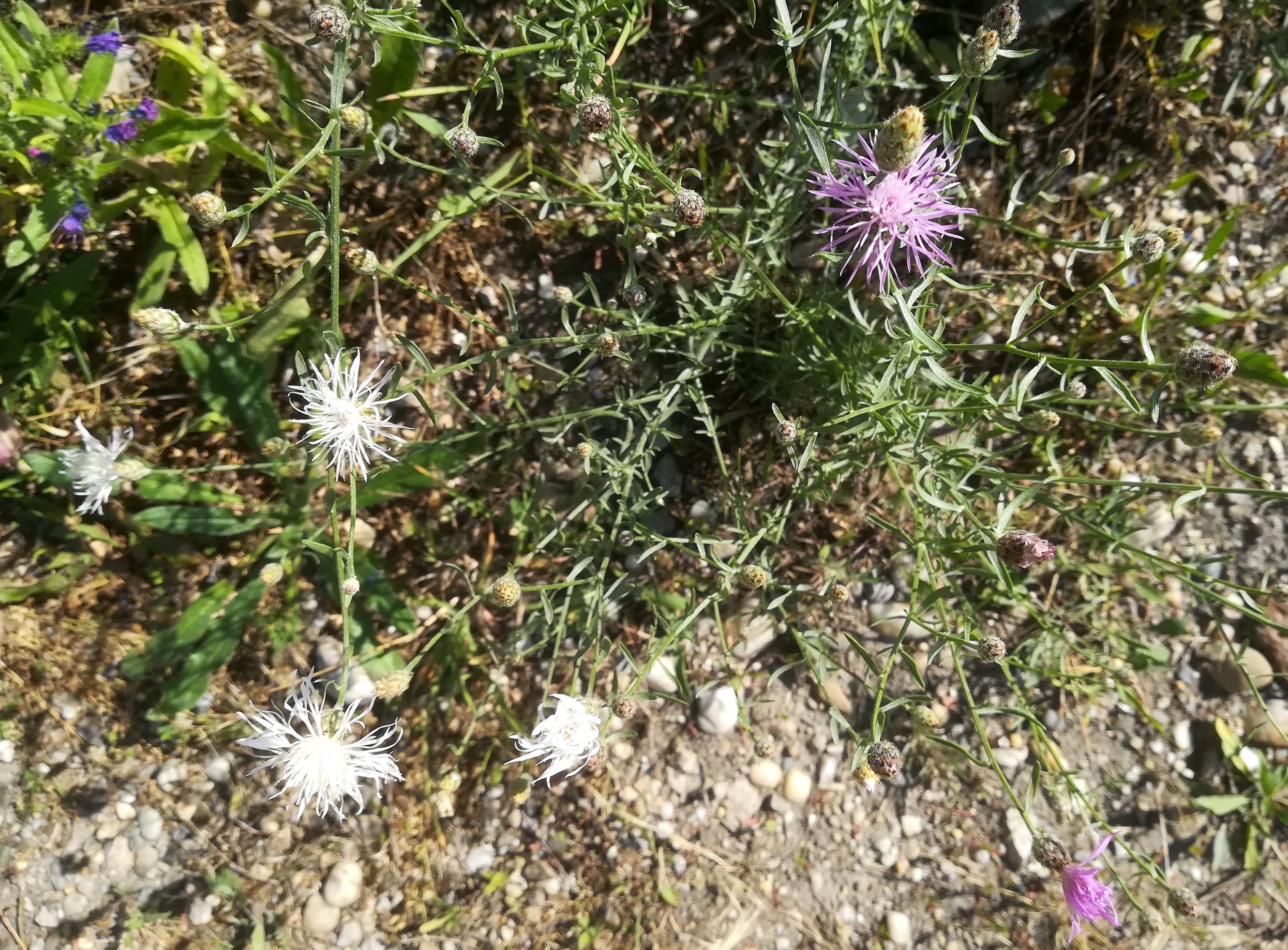 centaurea stoebe f. alba ehemaliger nordbahnhof_20200712_153322.jpg