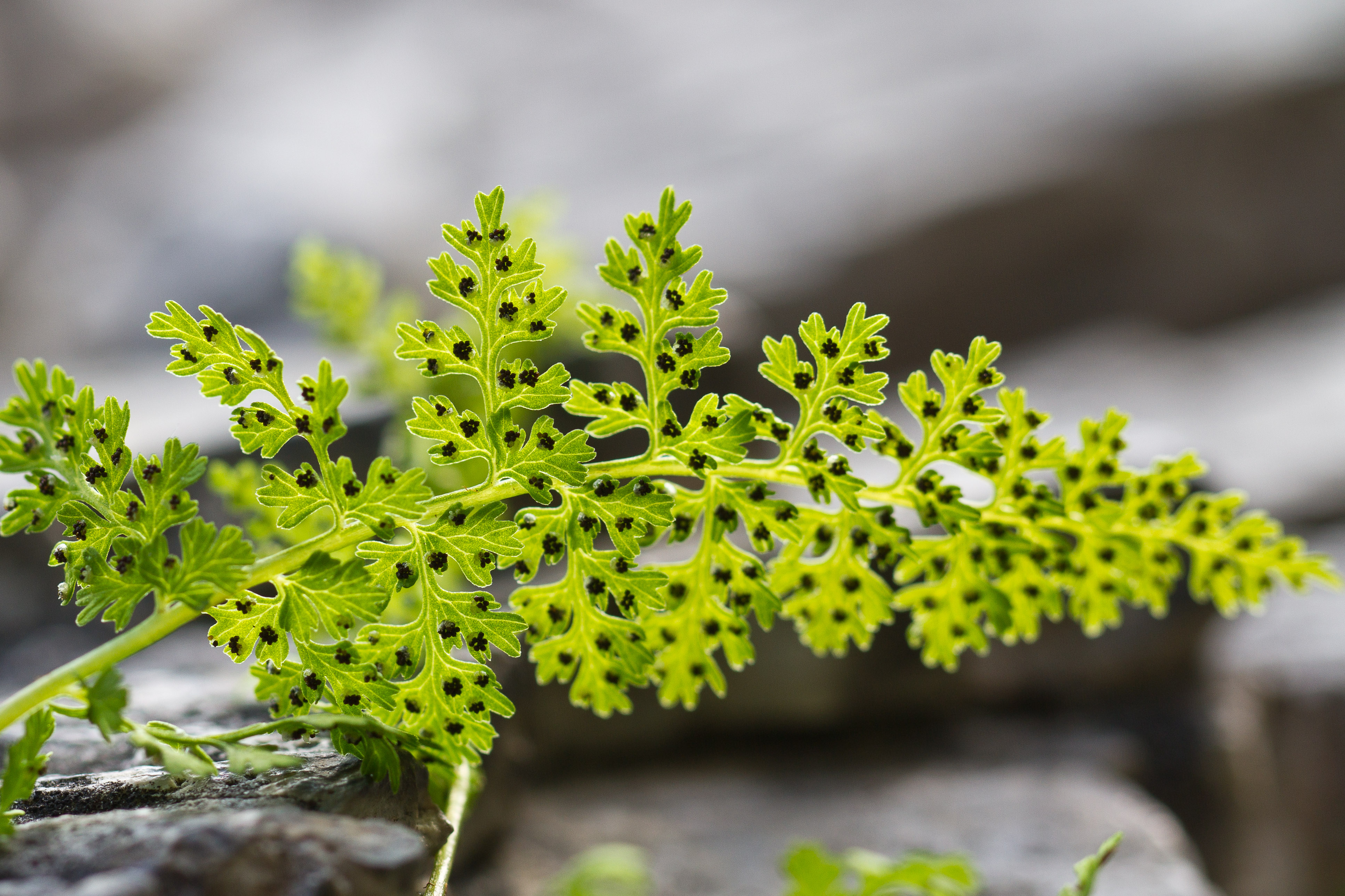 Dryopteridaceae_Cystopteris alpina 1-3.jpg