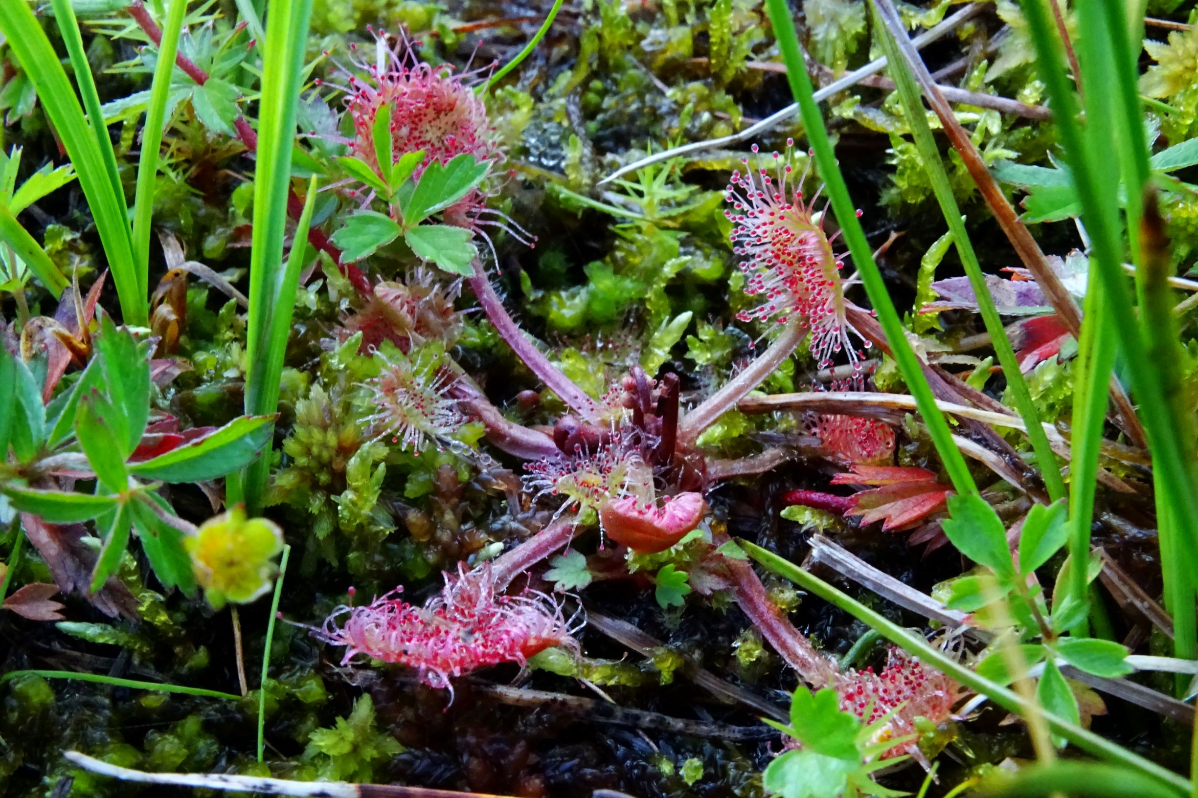 DSC07808 drosera rotundifolia.JPG