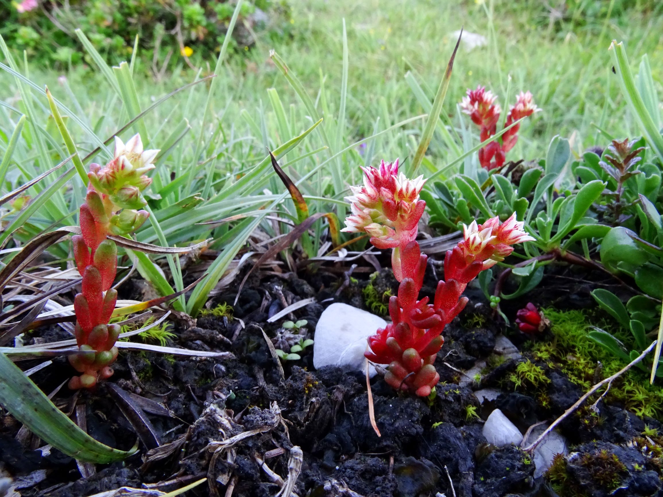 DSC07789 sedum atratum.JPG