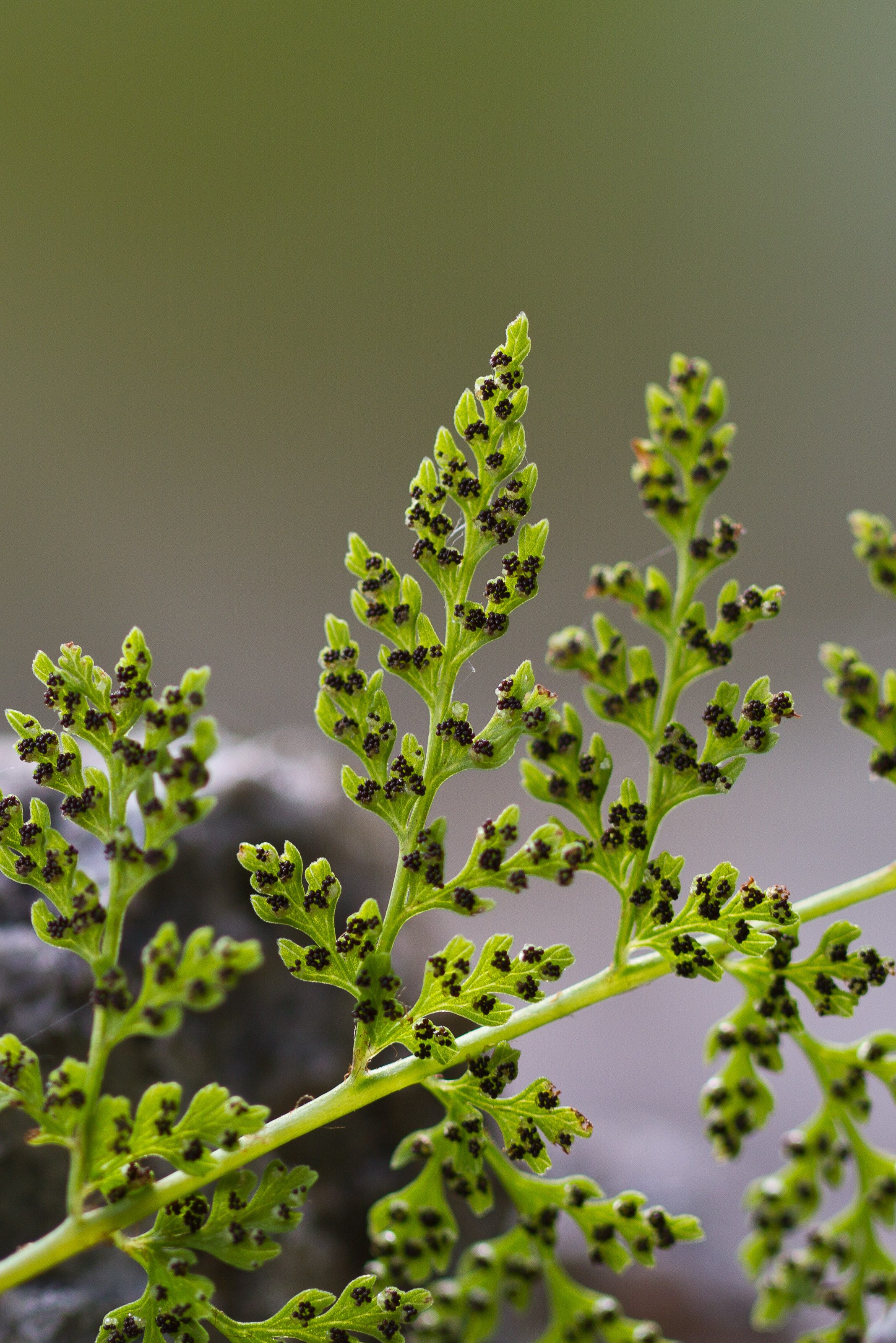 Dryopteridaceae_Cystopteris fragilis 2-2.jpg