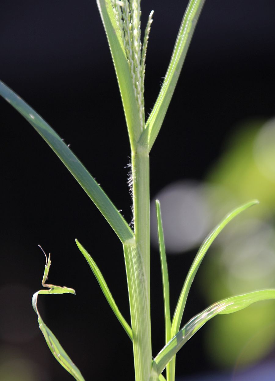 Paspalum cf distichum Moellersdorf_20200712_19.jpg