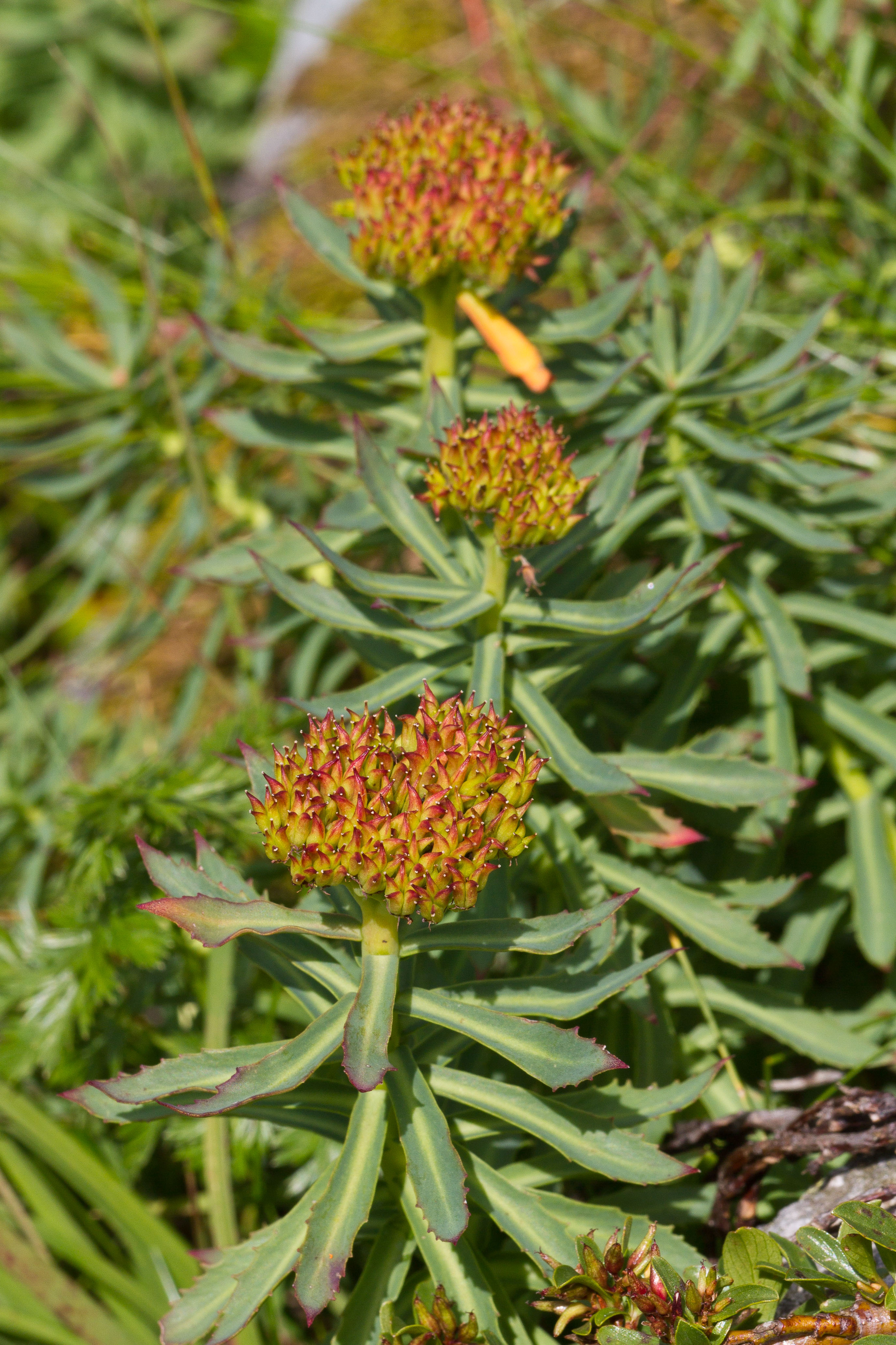 Crassulaceae_Rhodiola rosea 3-2.jpg