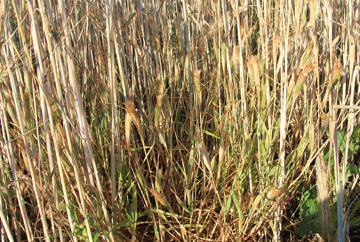 Phalaris paradoxa Moellersdorf Ackersuttenbereich_20200712_34.jpg